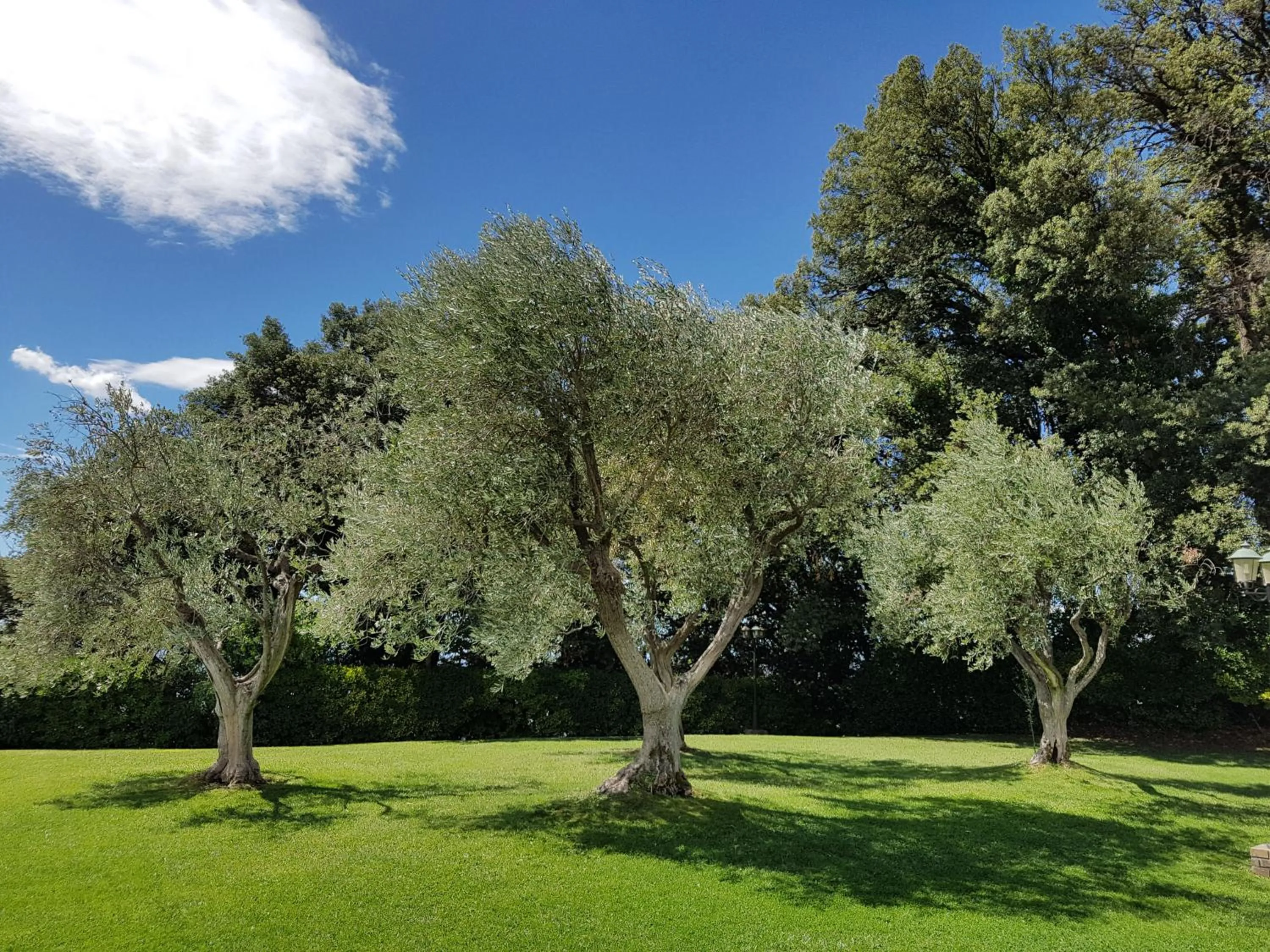 Garden in Villa Nencini