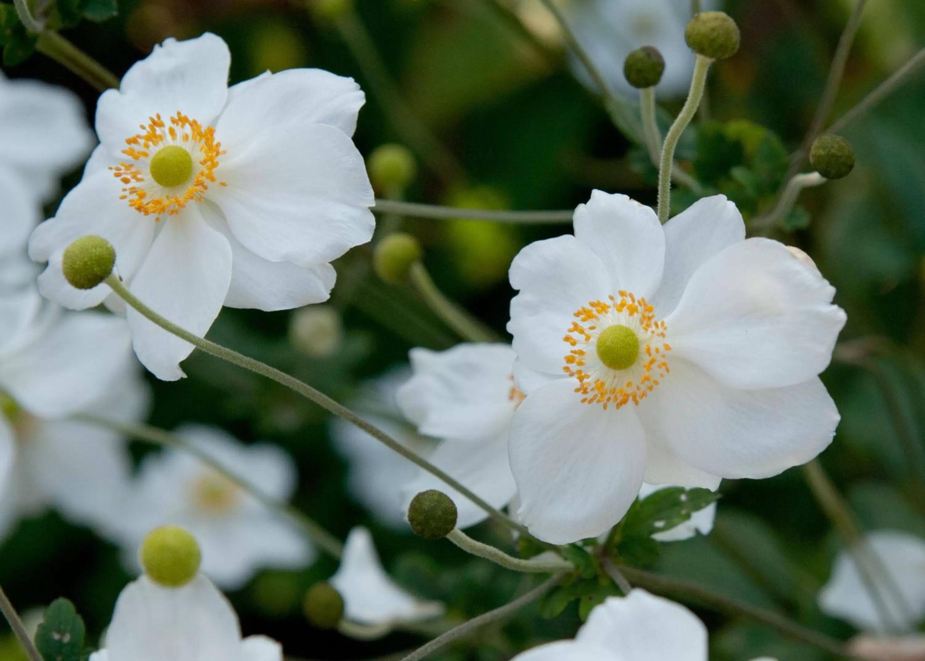 Summer in De Violier