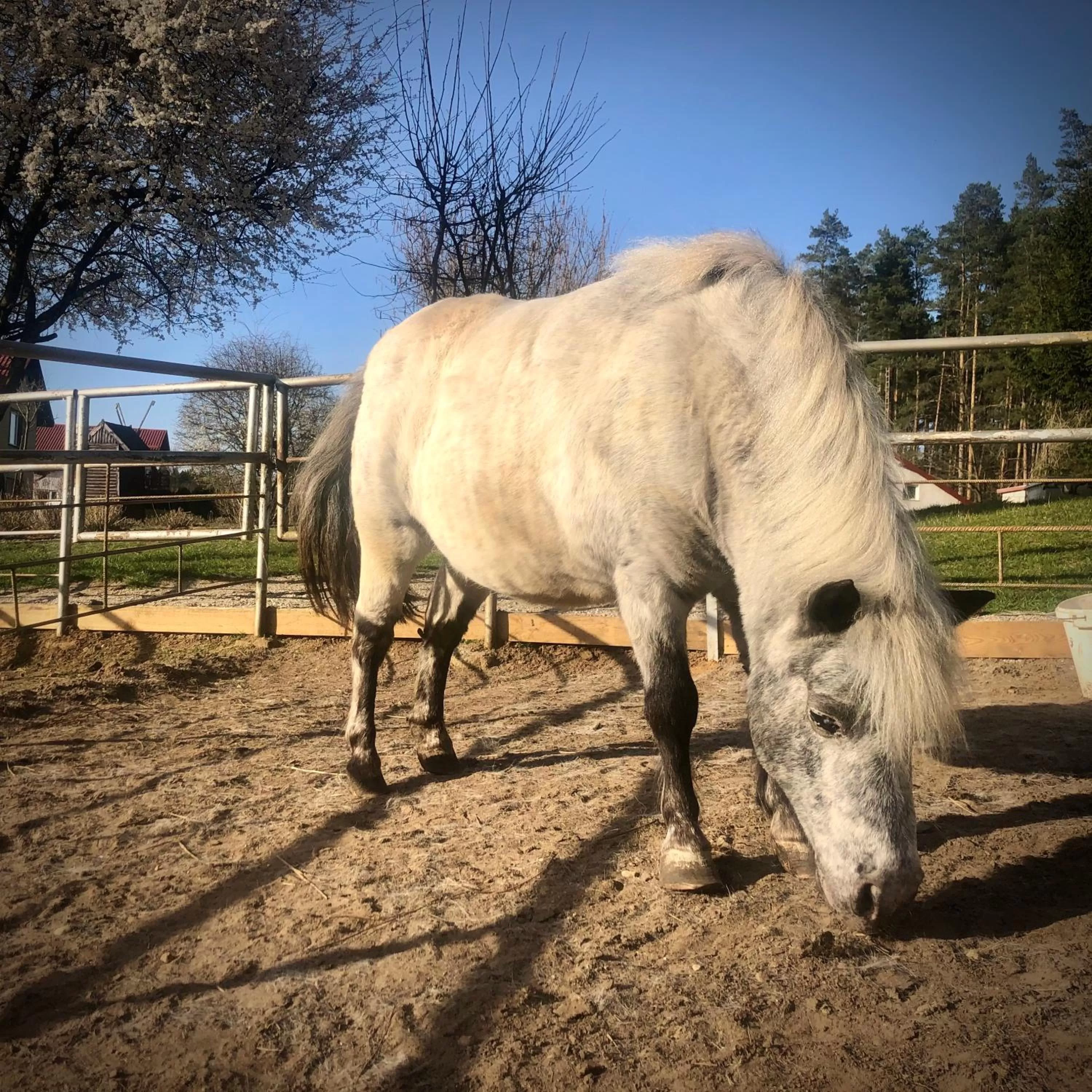 Other Animals in Ziołowa Dolina