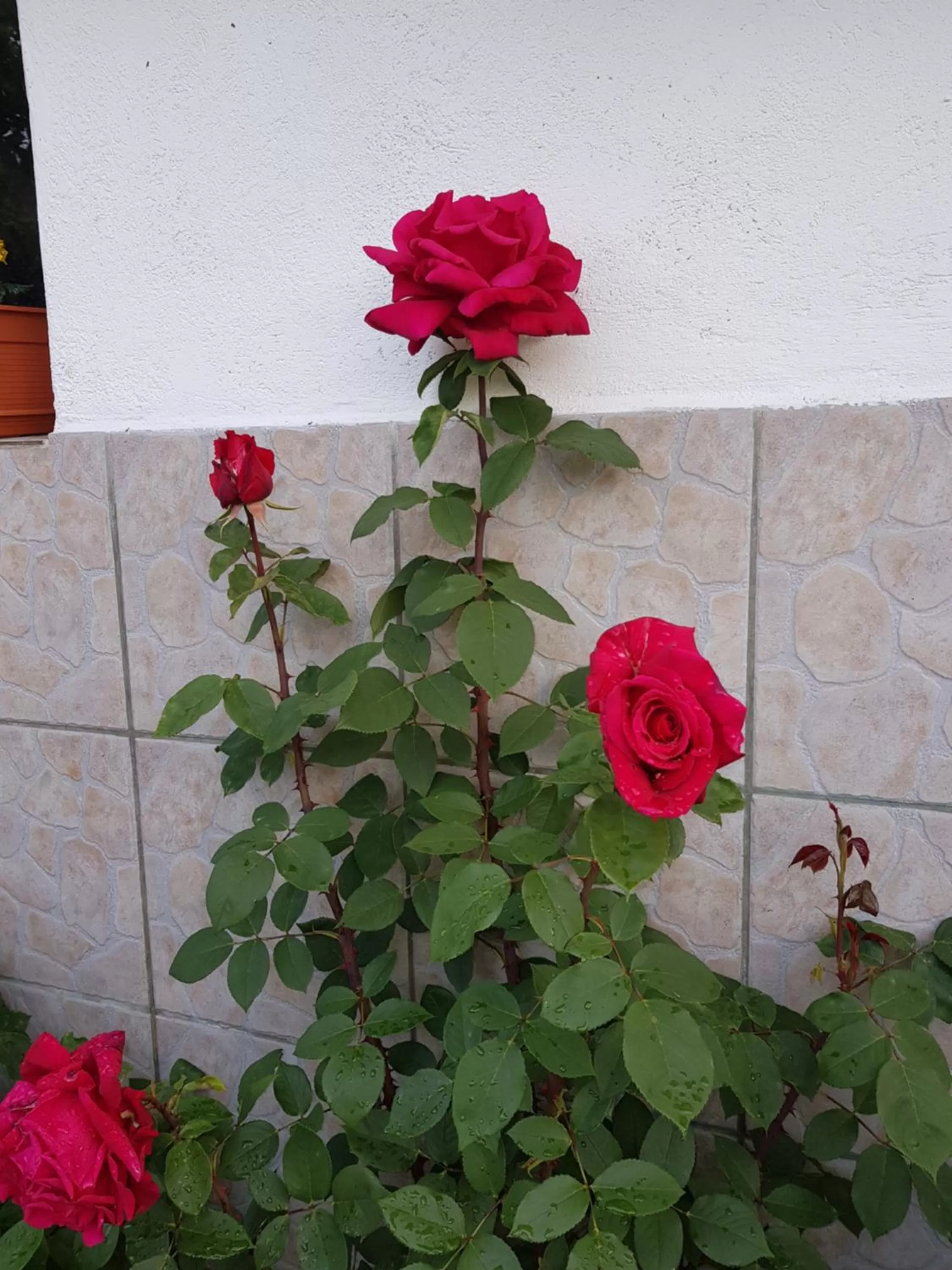 Garni-Hotel Mühletal