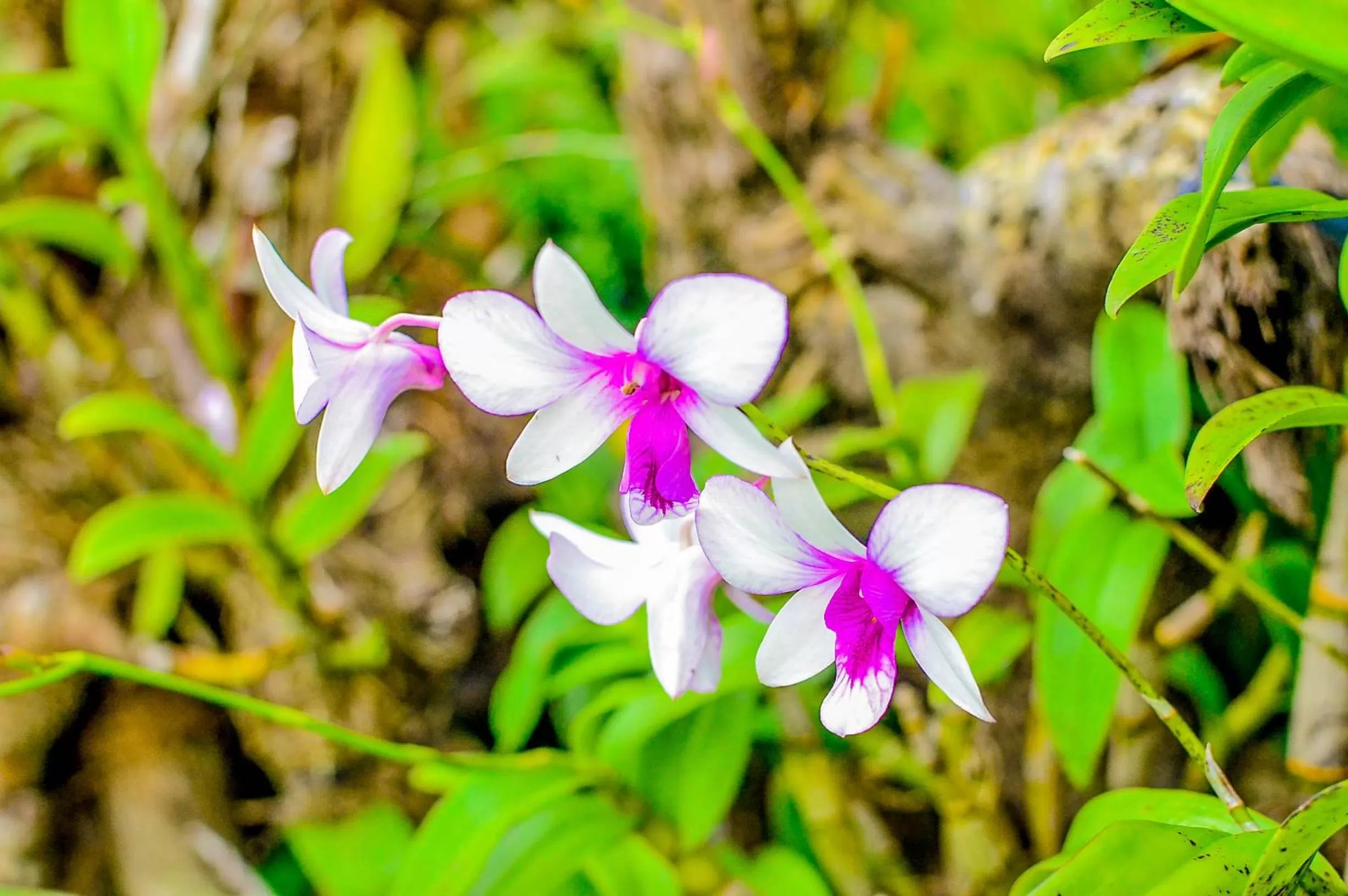 Camaya-an Paradise Beach Resort