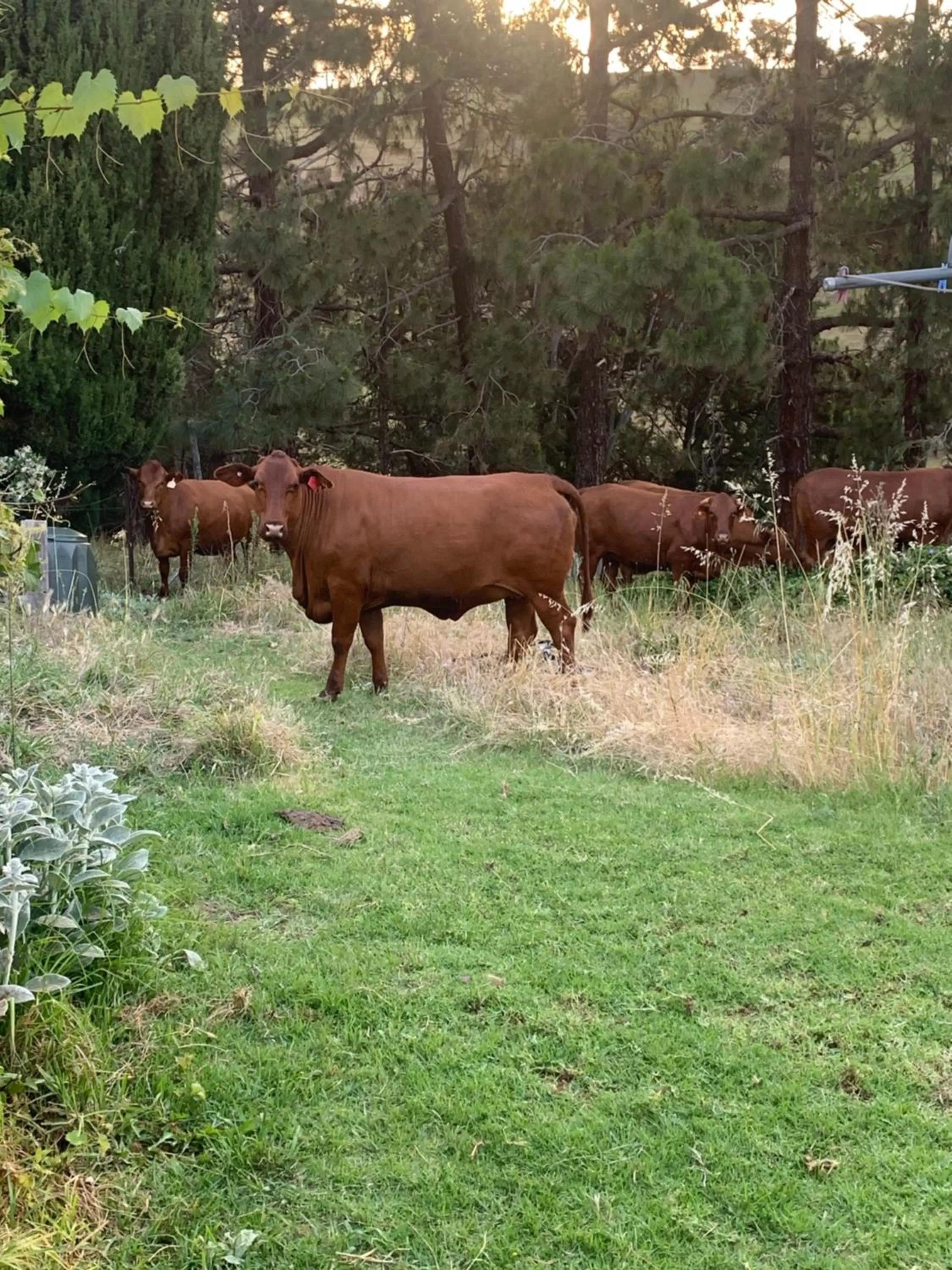 Other Animals in Amazing Views Pet Friendly Bed and Breakfast