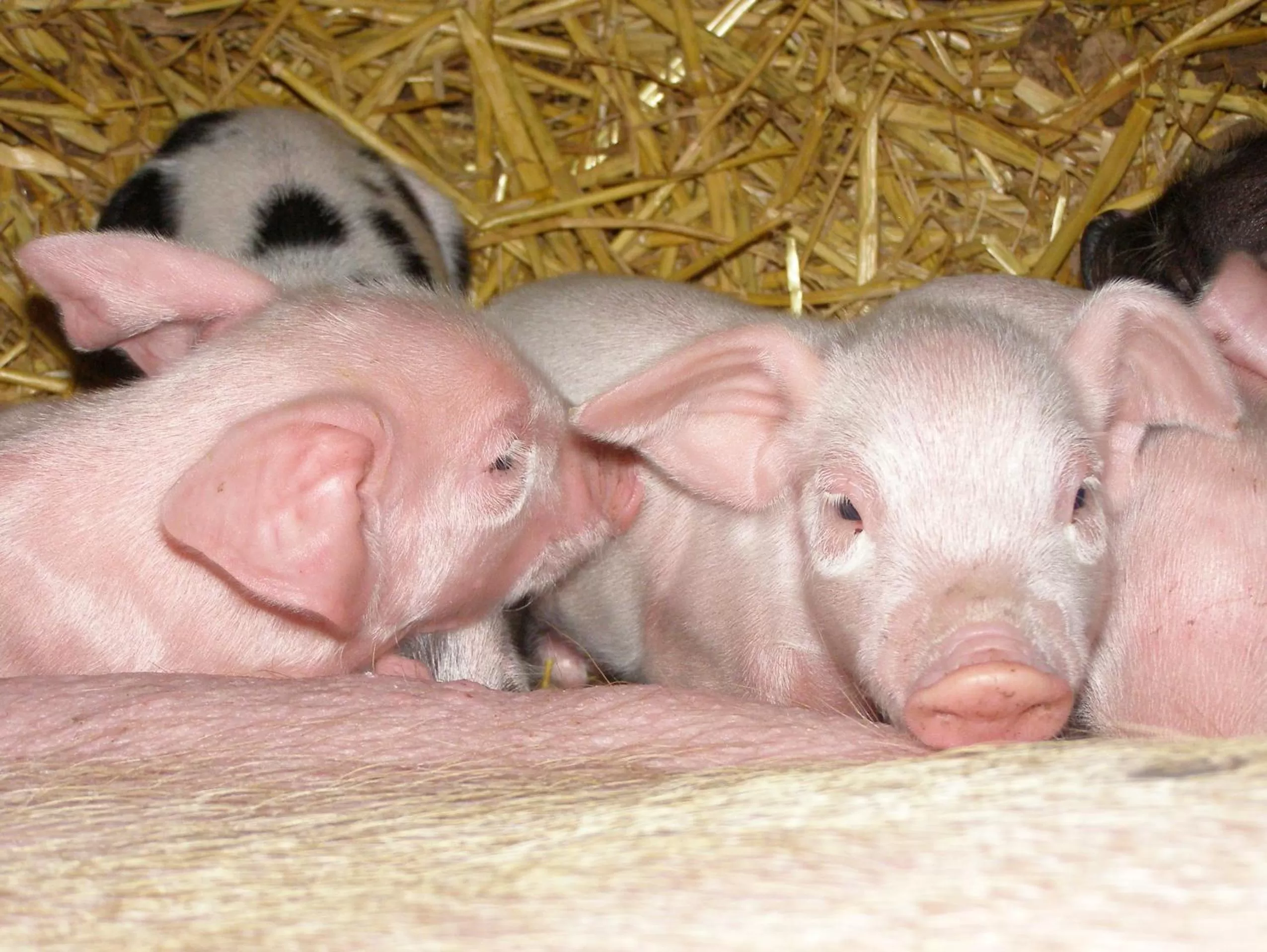 Animals in Coddy's Farm