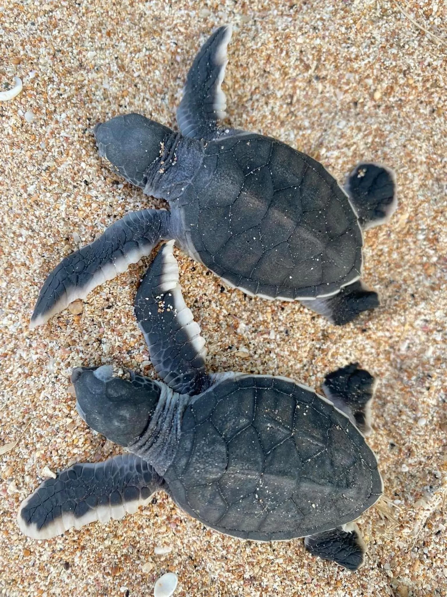 Sea view, Other Animals in 108 Palms Beach Resort