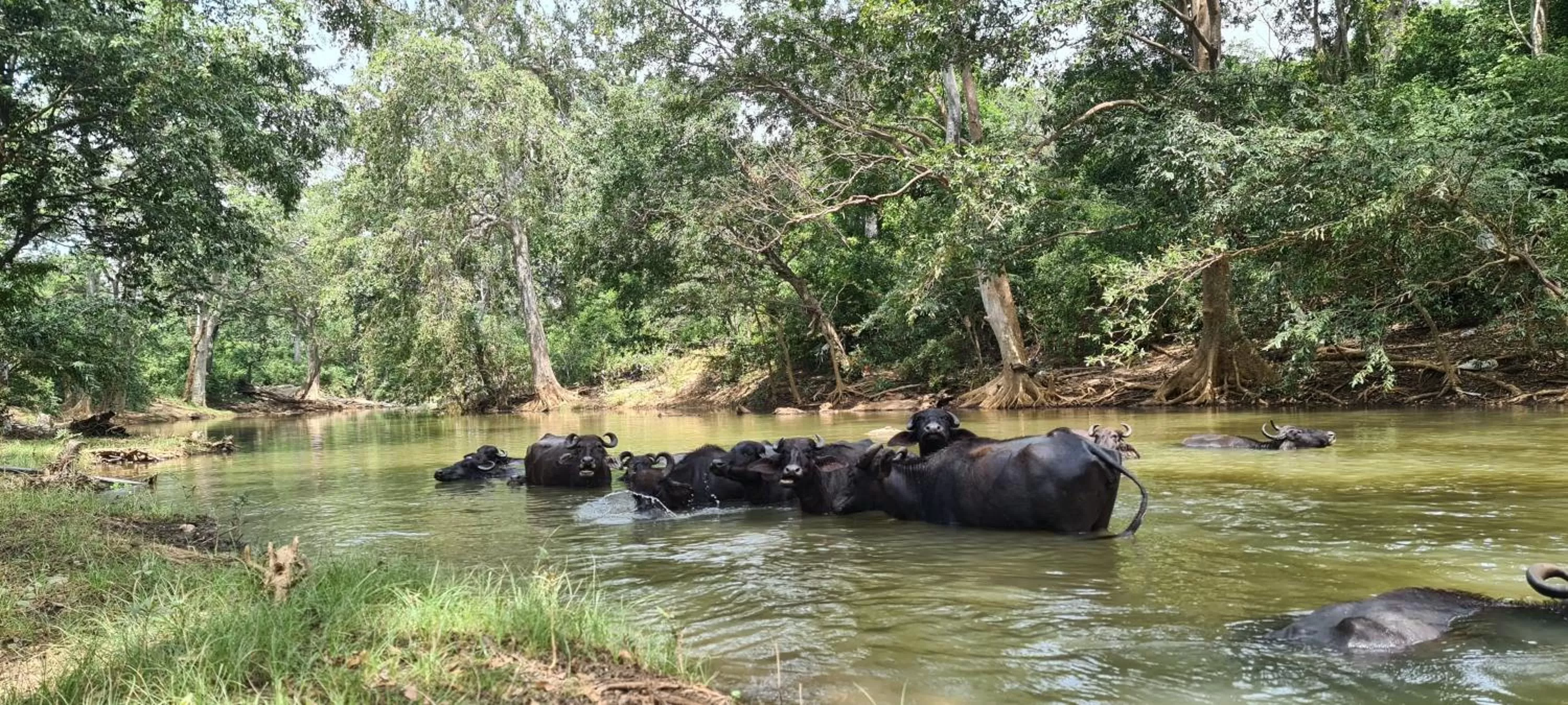 Horseback Riding in Jungle river humbhaha hostel