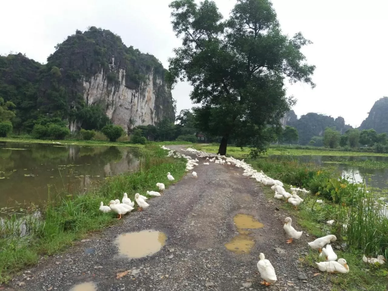 Day in Tam Coc Vinh Thinh Homestay