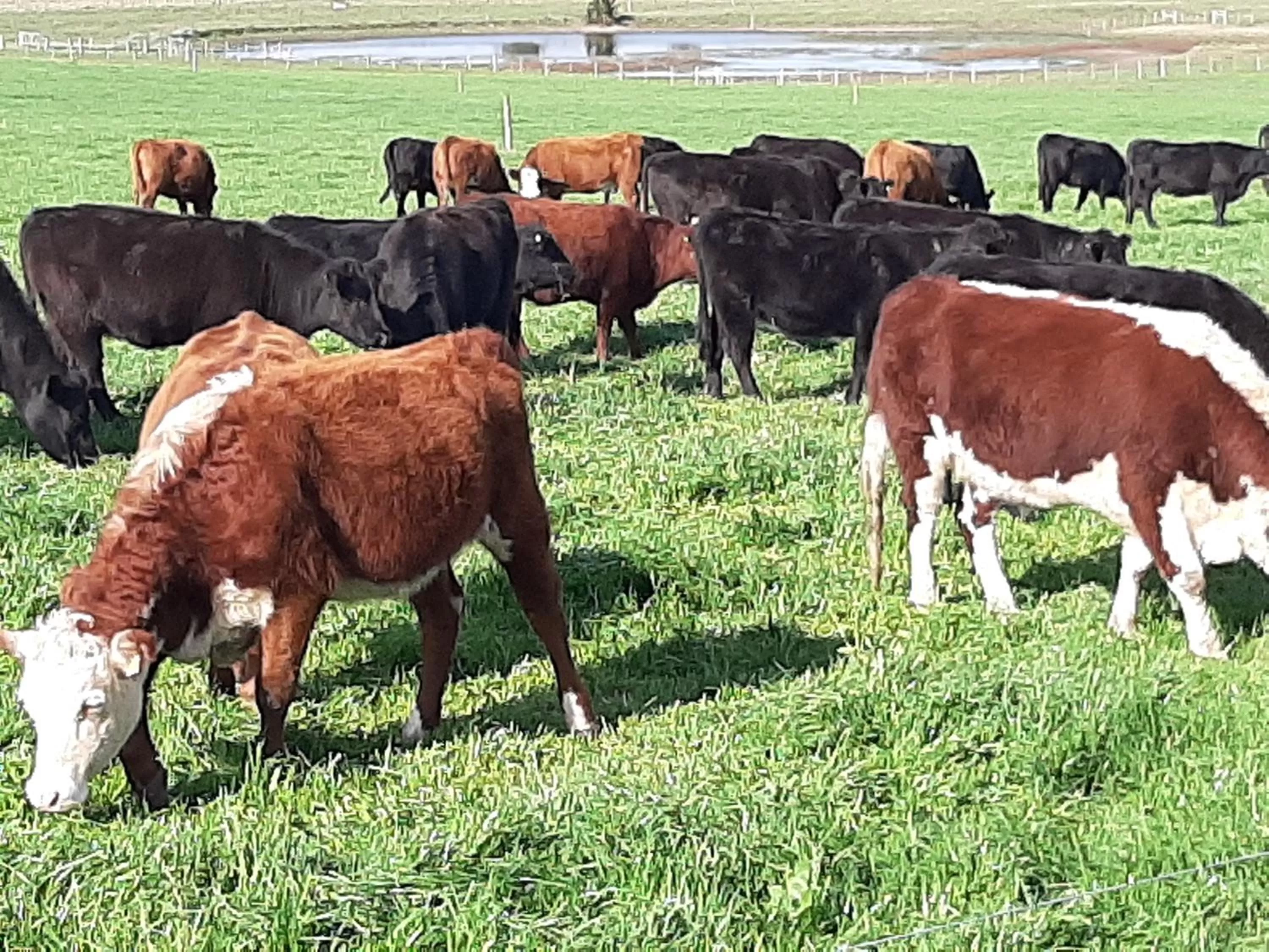 Animals in Estancia Renacimiento