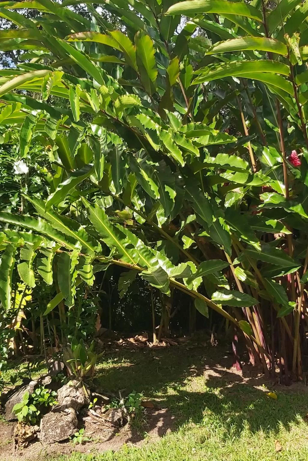 Natural landscape, Garden in Balsora Hotel Boutique