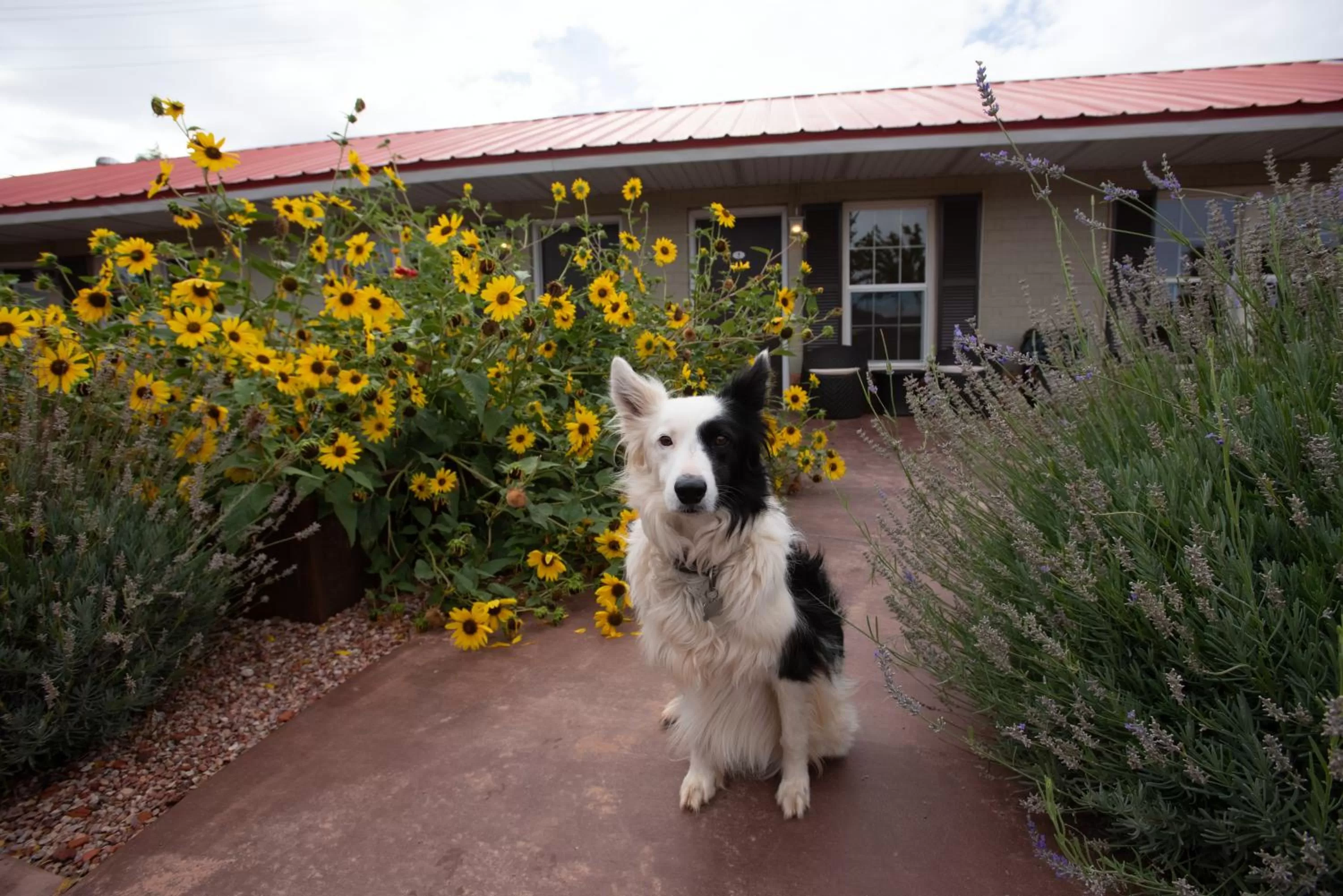 Property building, Pets in The Flagstone Boutique Inn & Suites