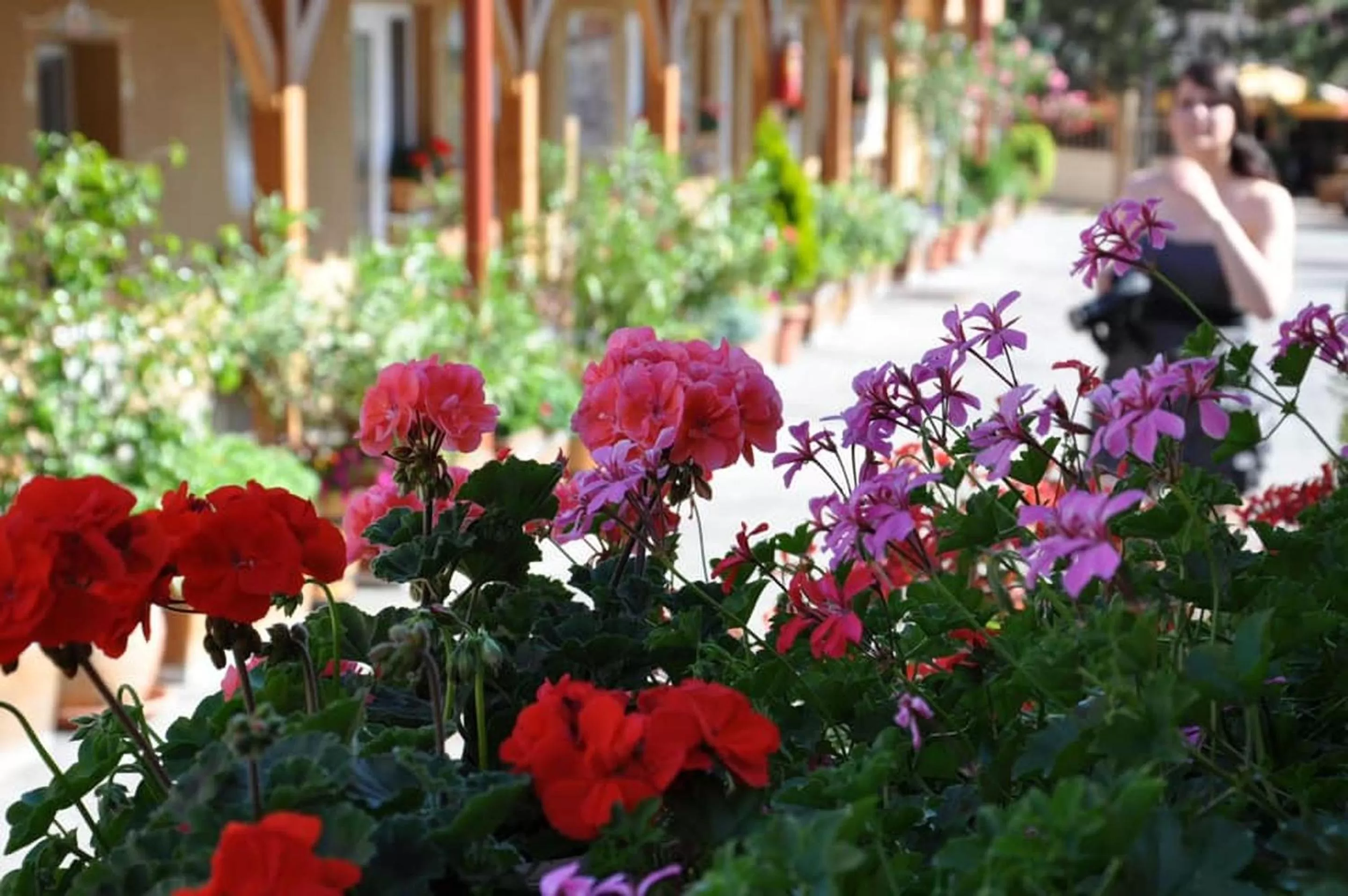 Garden in Vadvirág Vendéglő és Panzió