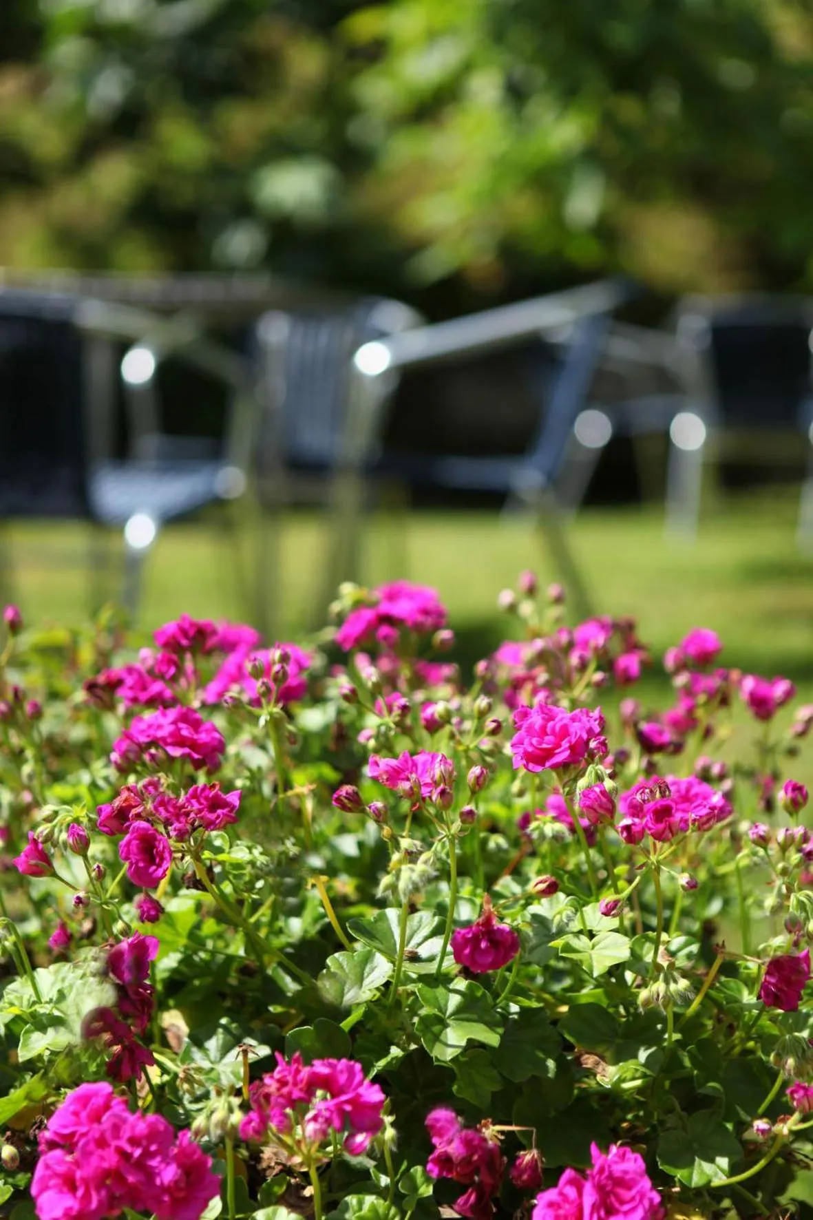 Garden in Hotel Metrokua