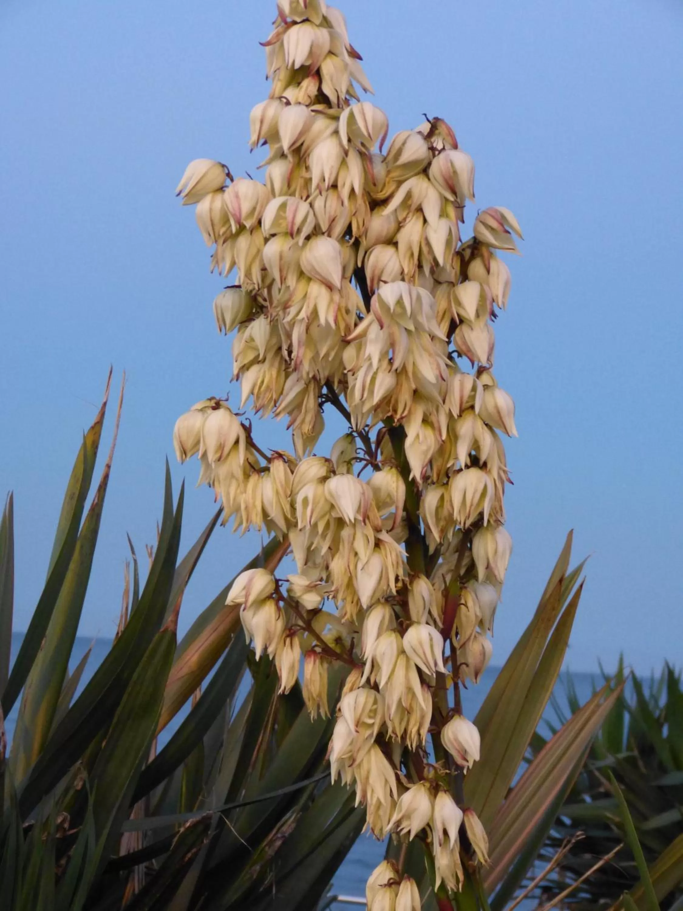 Other in The Thornhill