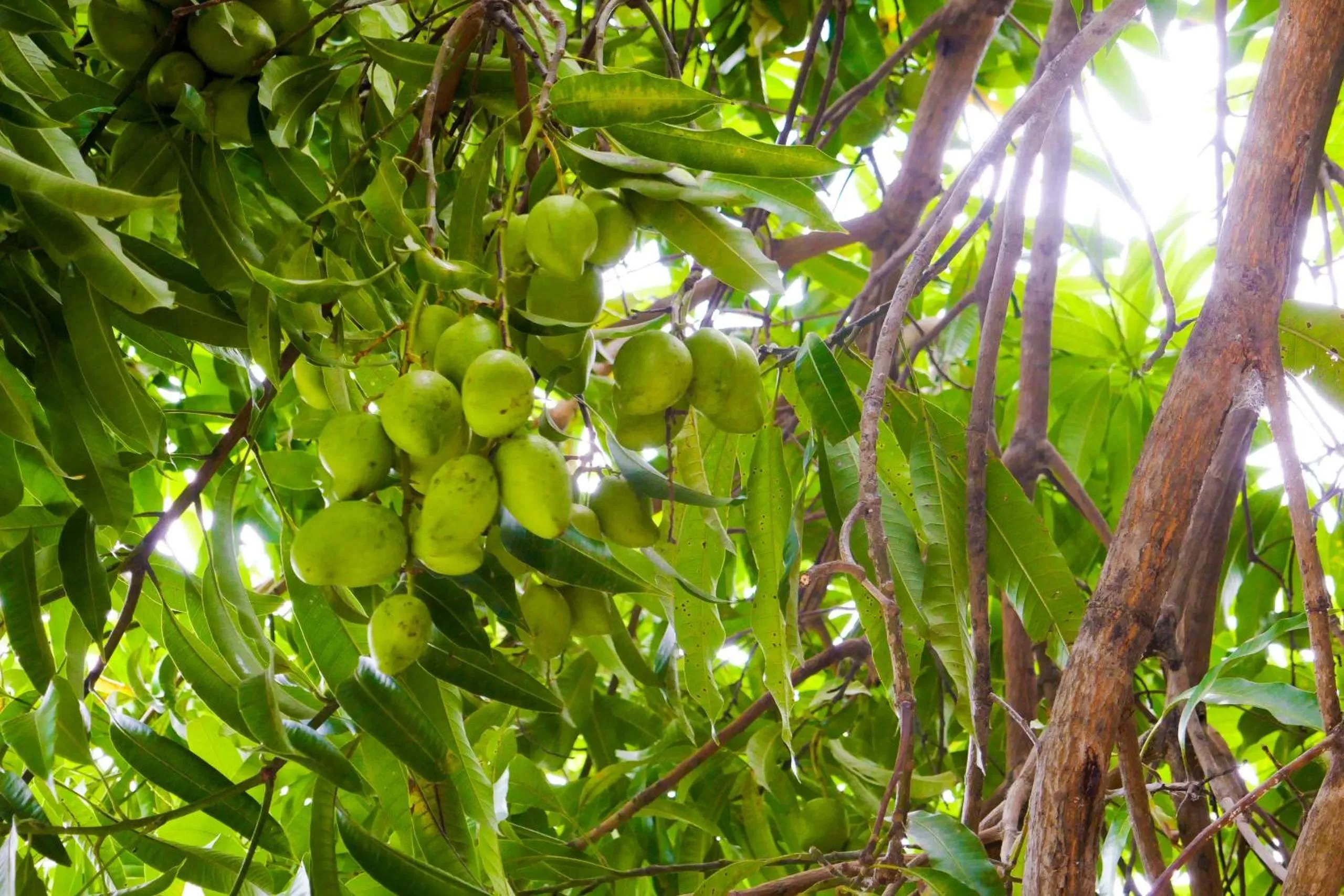 Garden in El Pacifico Hotel