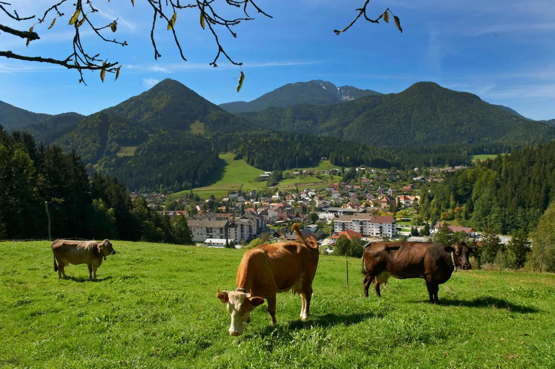 Other Animals in BikeSki family hotel, b&b, apartaments, rooms