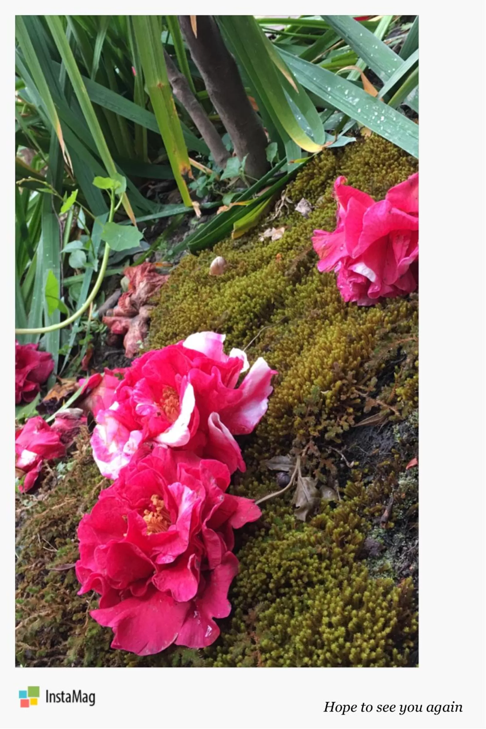 Spring, Garden in The Lily Pad Inn
