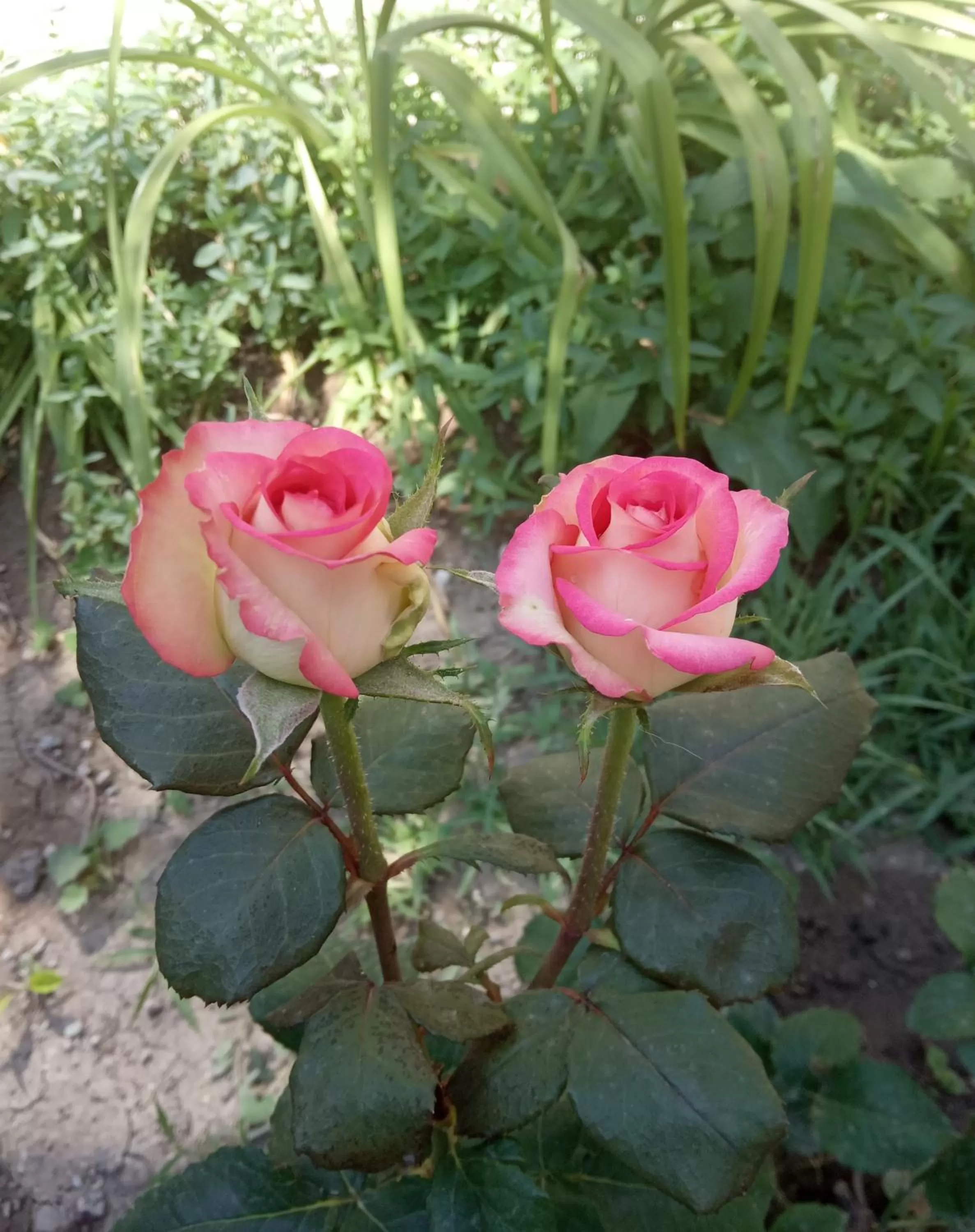 Garden in Guest House David's B&B