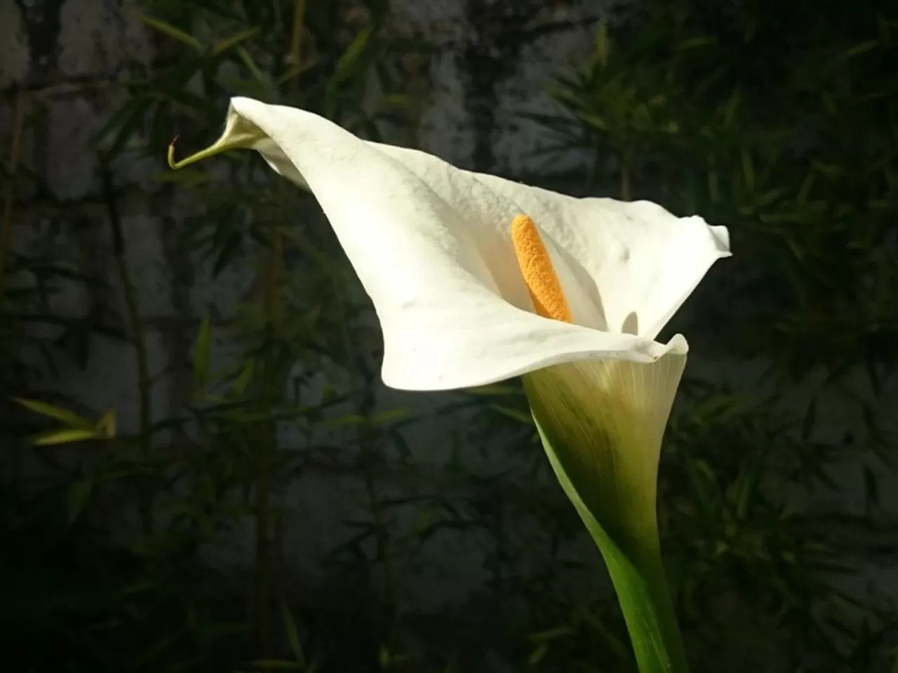 Garden in Le Clos Chez Michel