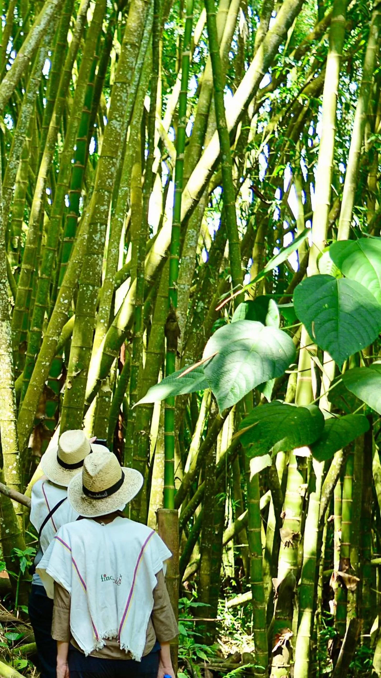 Off site in Finca del Café - Casa Typica