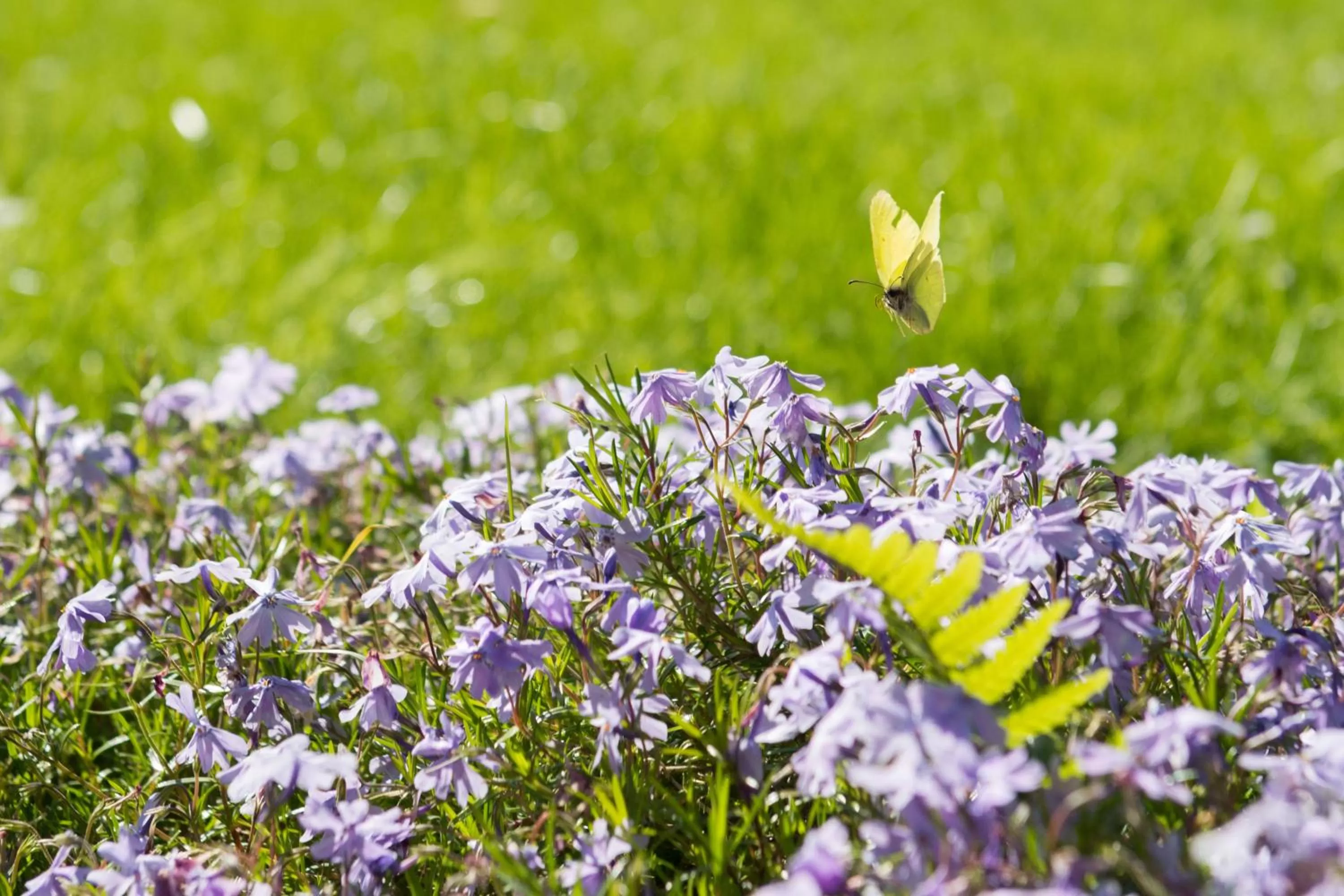 Spring in Hotel Landhaus Höpen