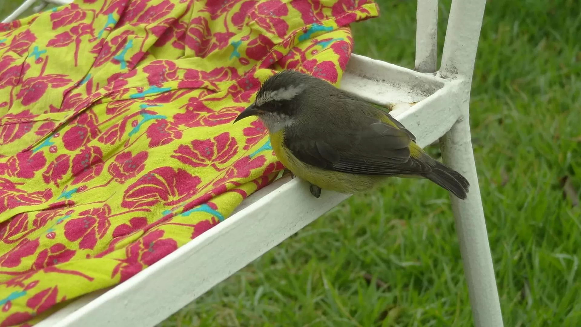 Animals, Other Animals in Casa da Gente