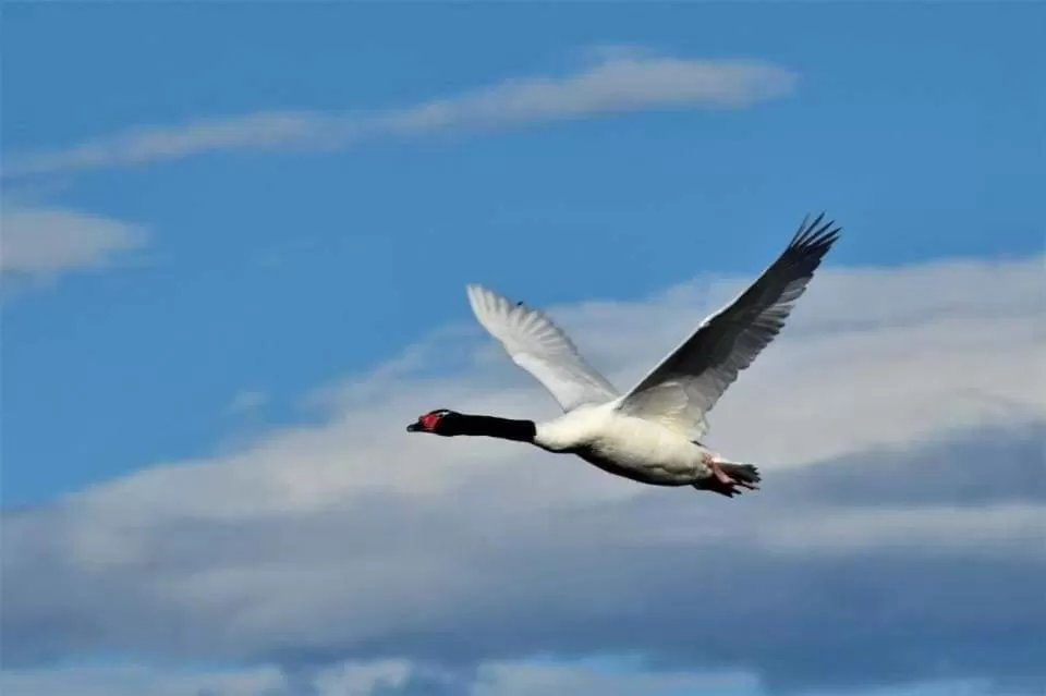 Other Animals in Hostería El Galpón Del Glaciar