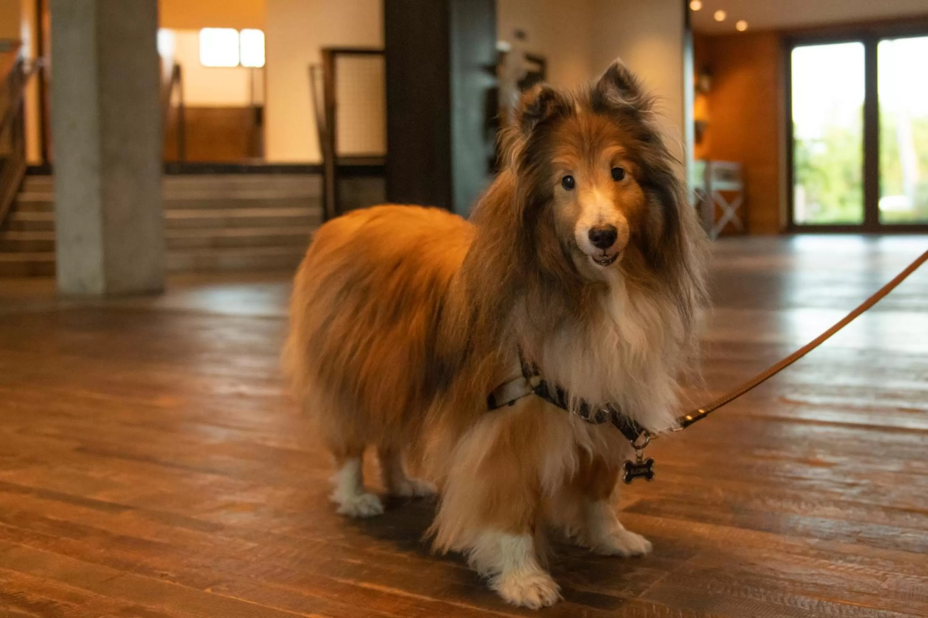 Pets in The Perry Hotel & Marina Key West