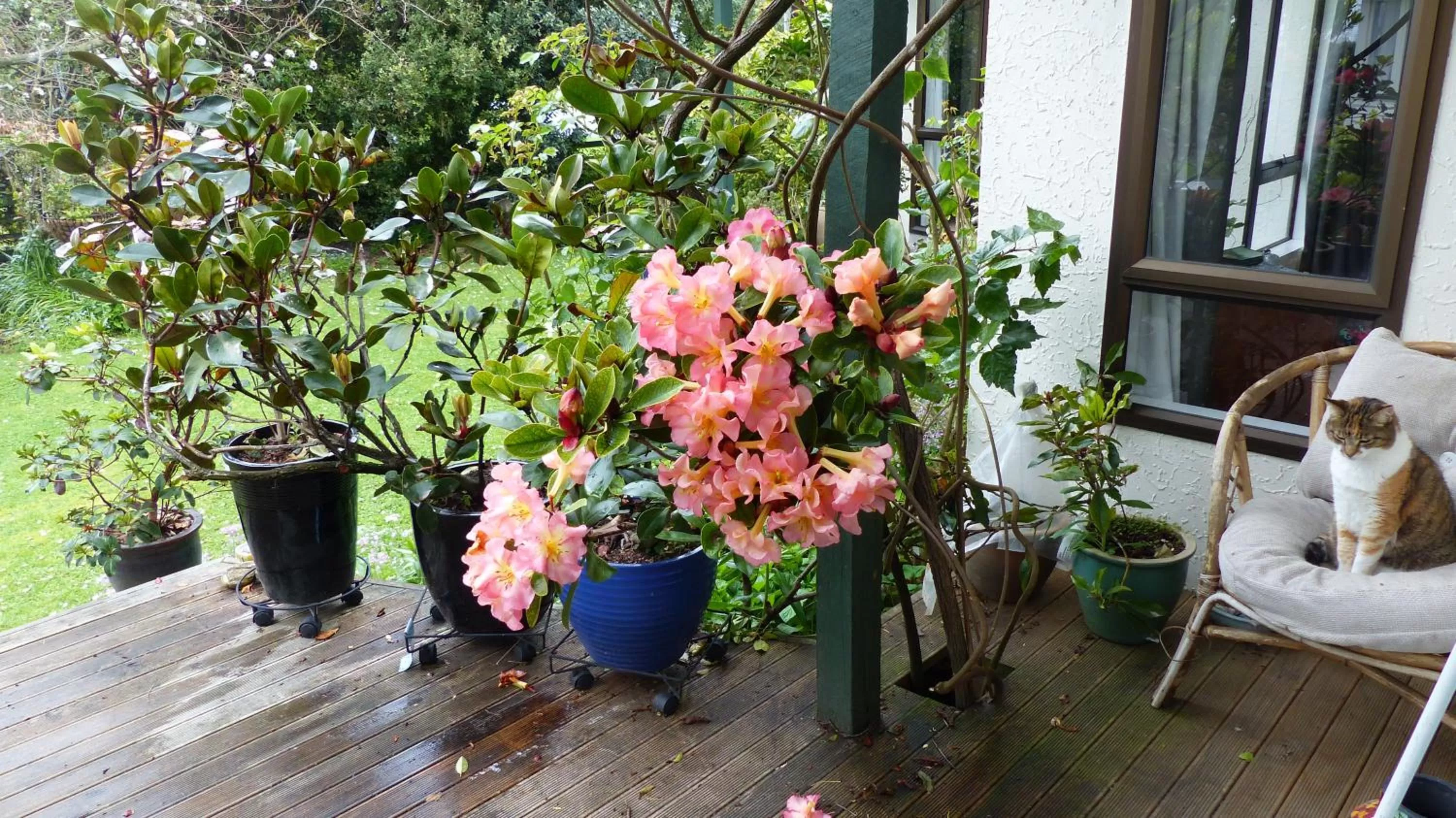 Garden in Ashcroft Gardens Bed & Breakfast