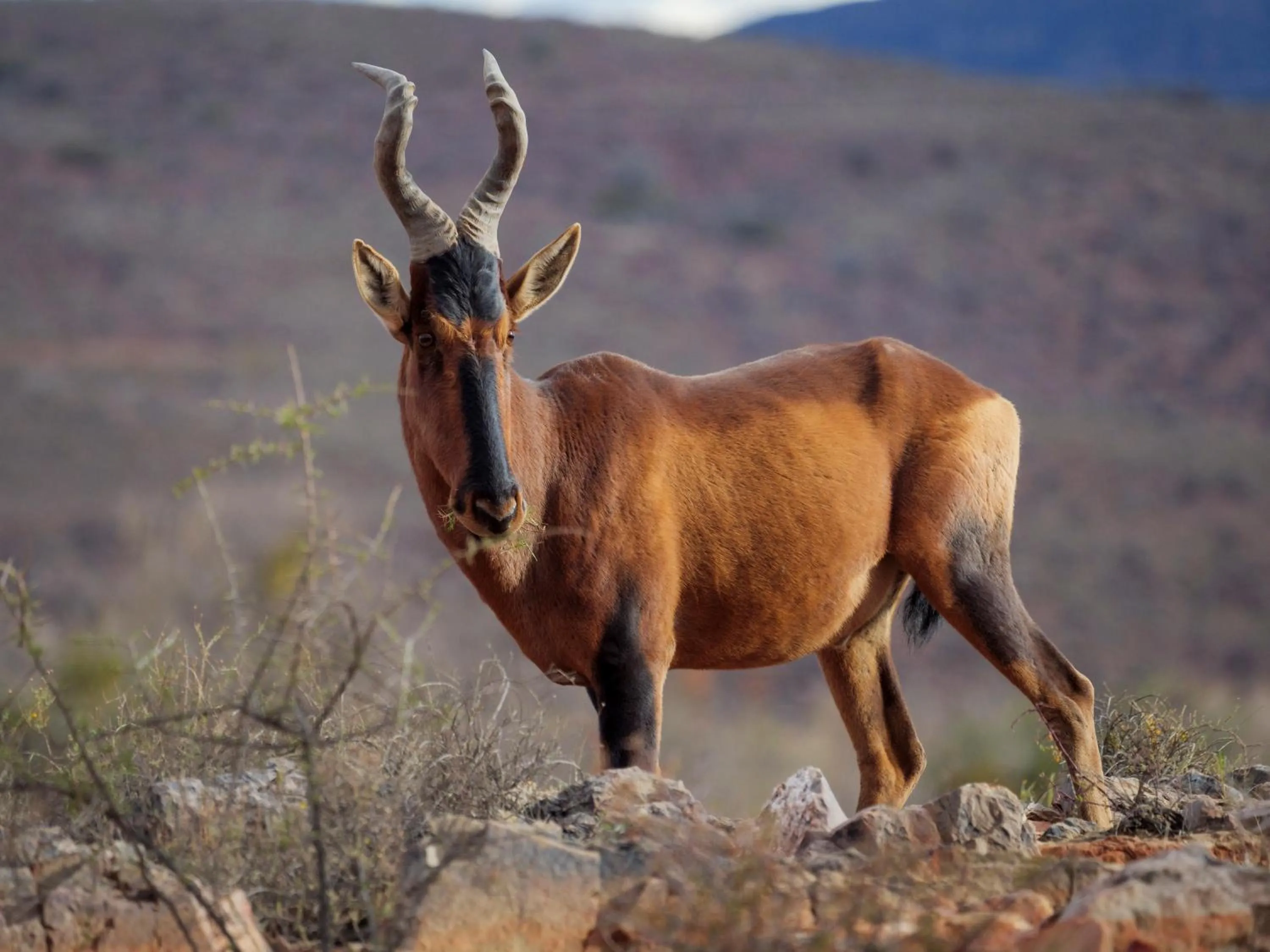 Animals in Sanbona Wildlife Reserve