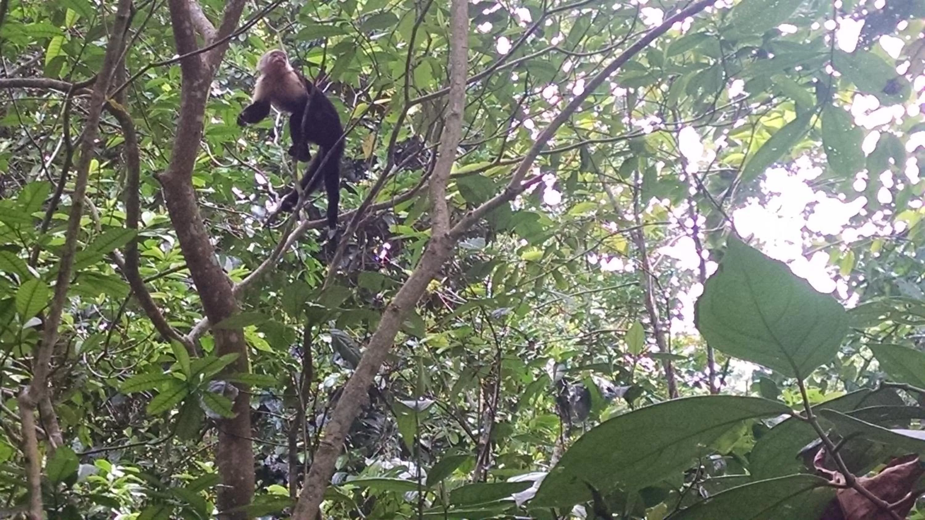 Day, Other Animals in Surf Break at Paunch