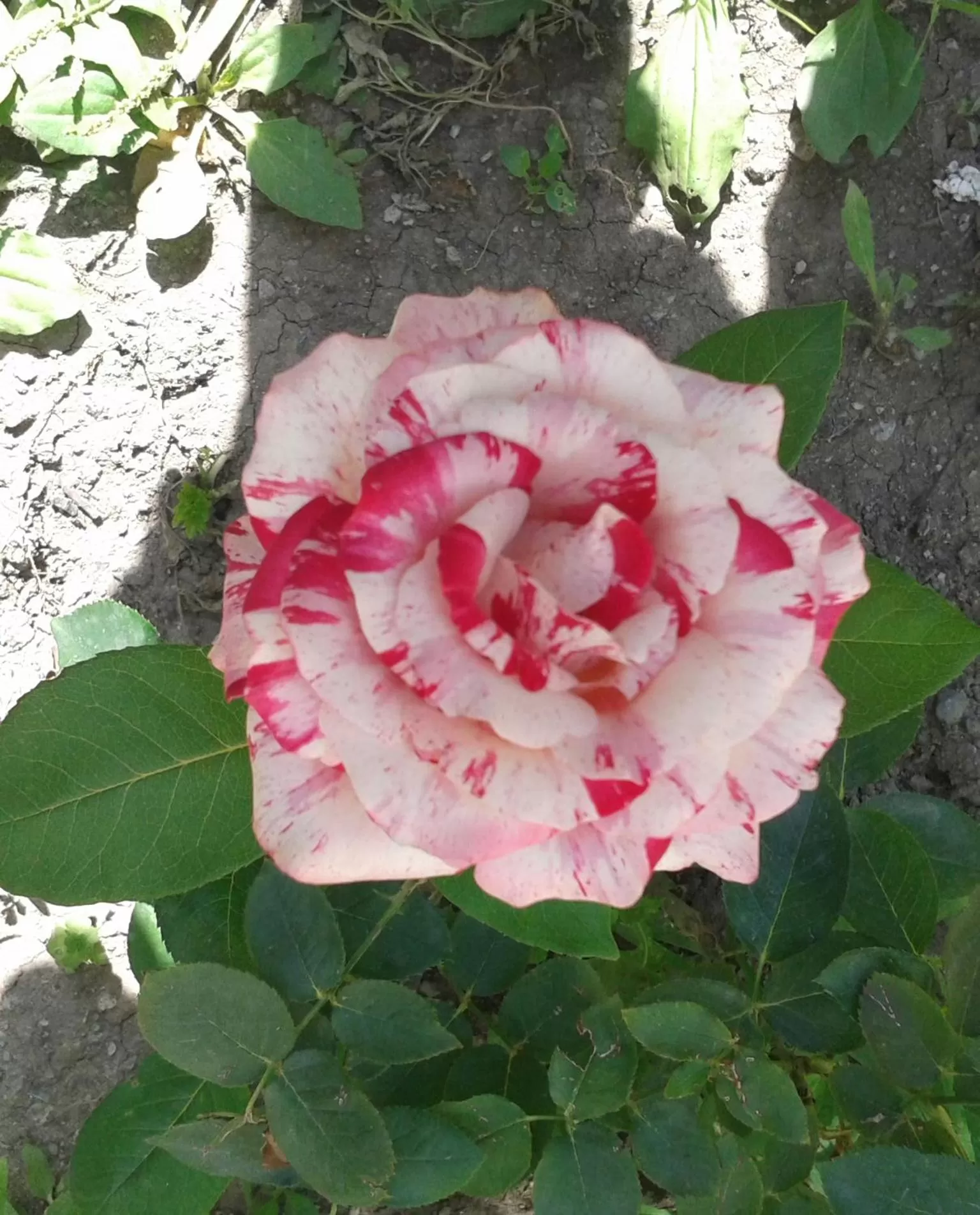 Garden in Guest House David's B&B