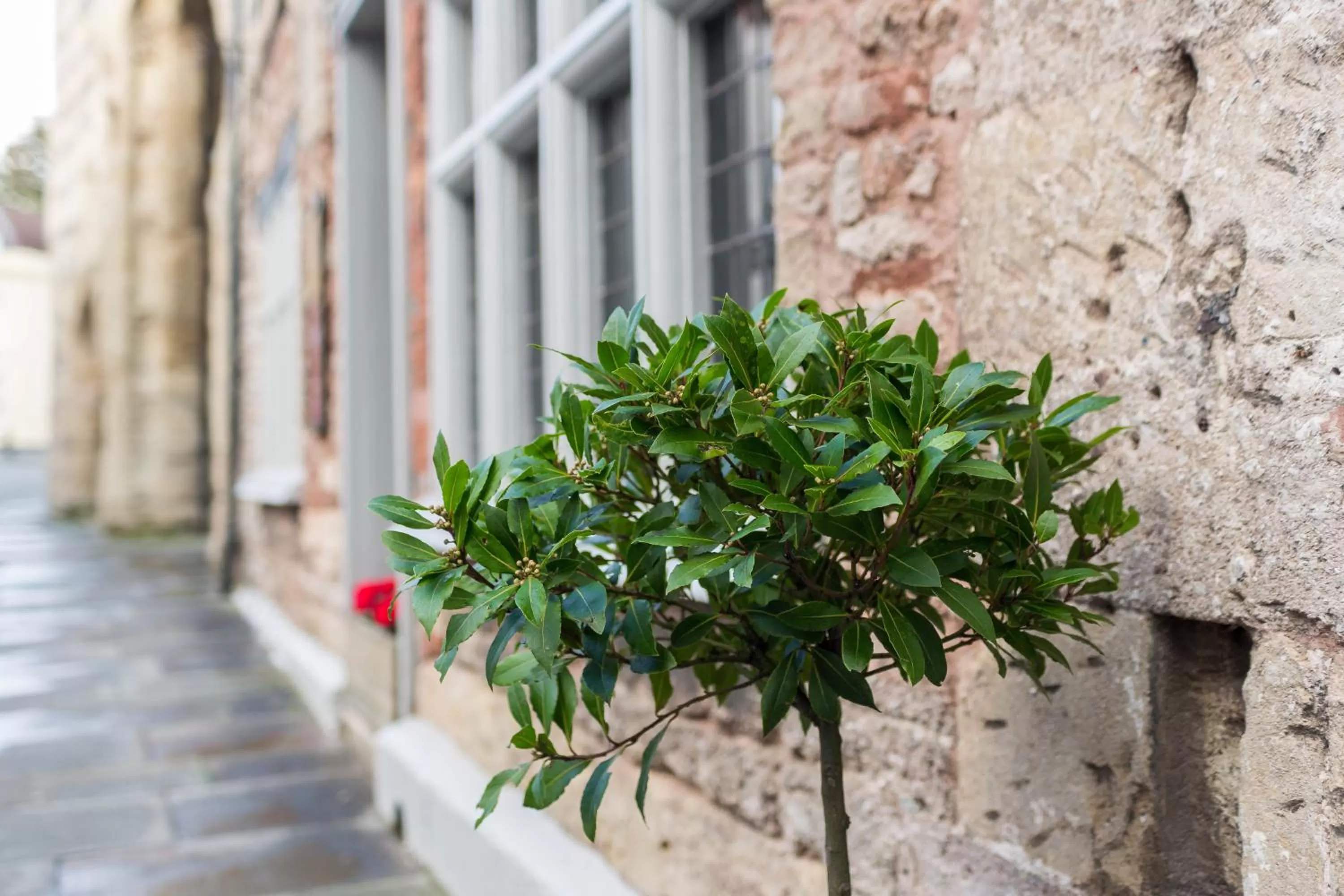 Spring in The Ancient Gatehouse & Rugantino Restaurant