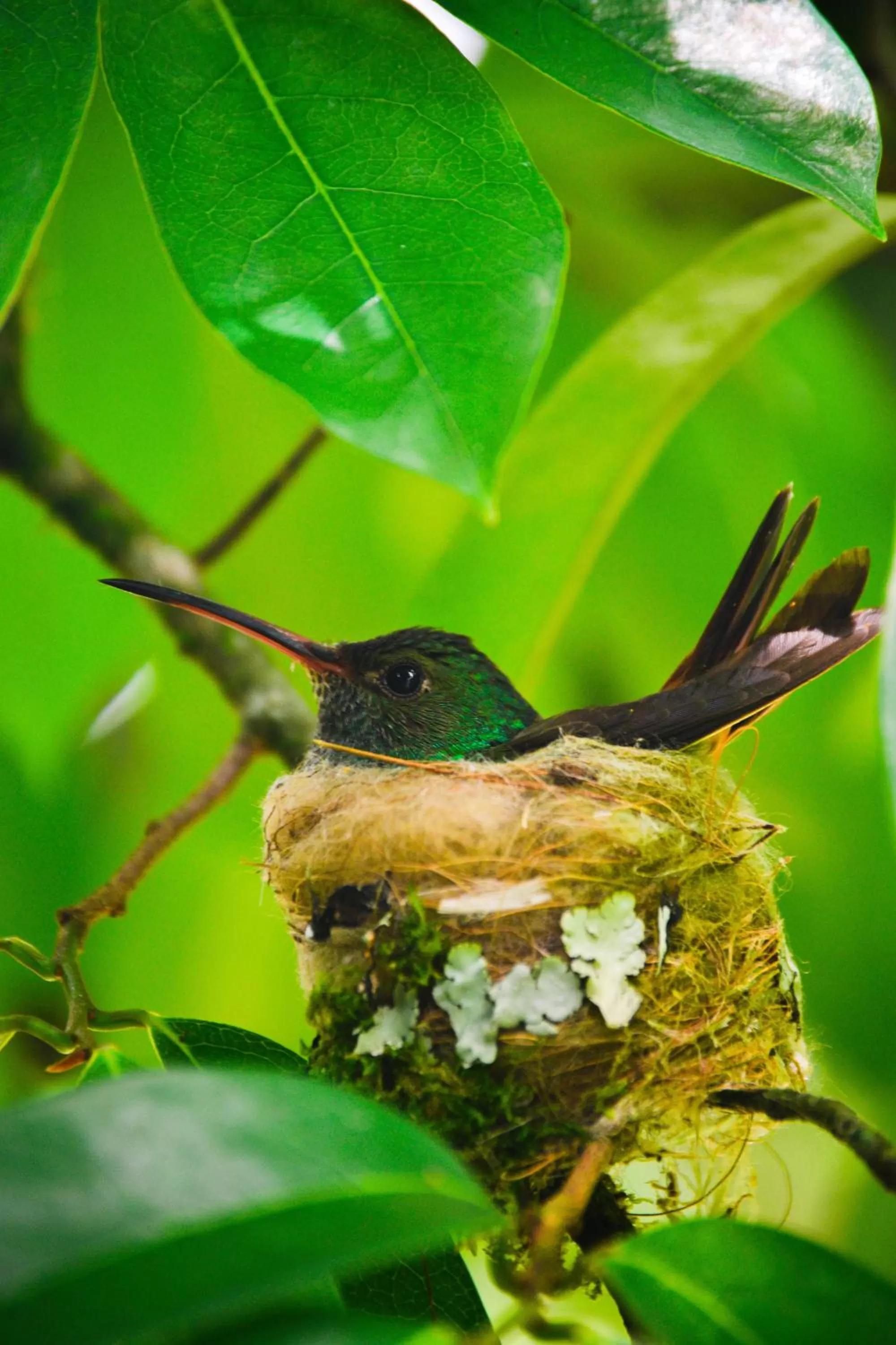 Activities, Other Animals in Arenal Descanso