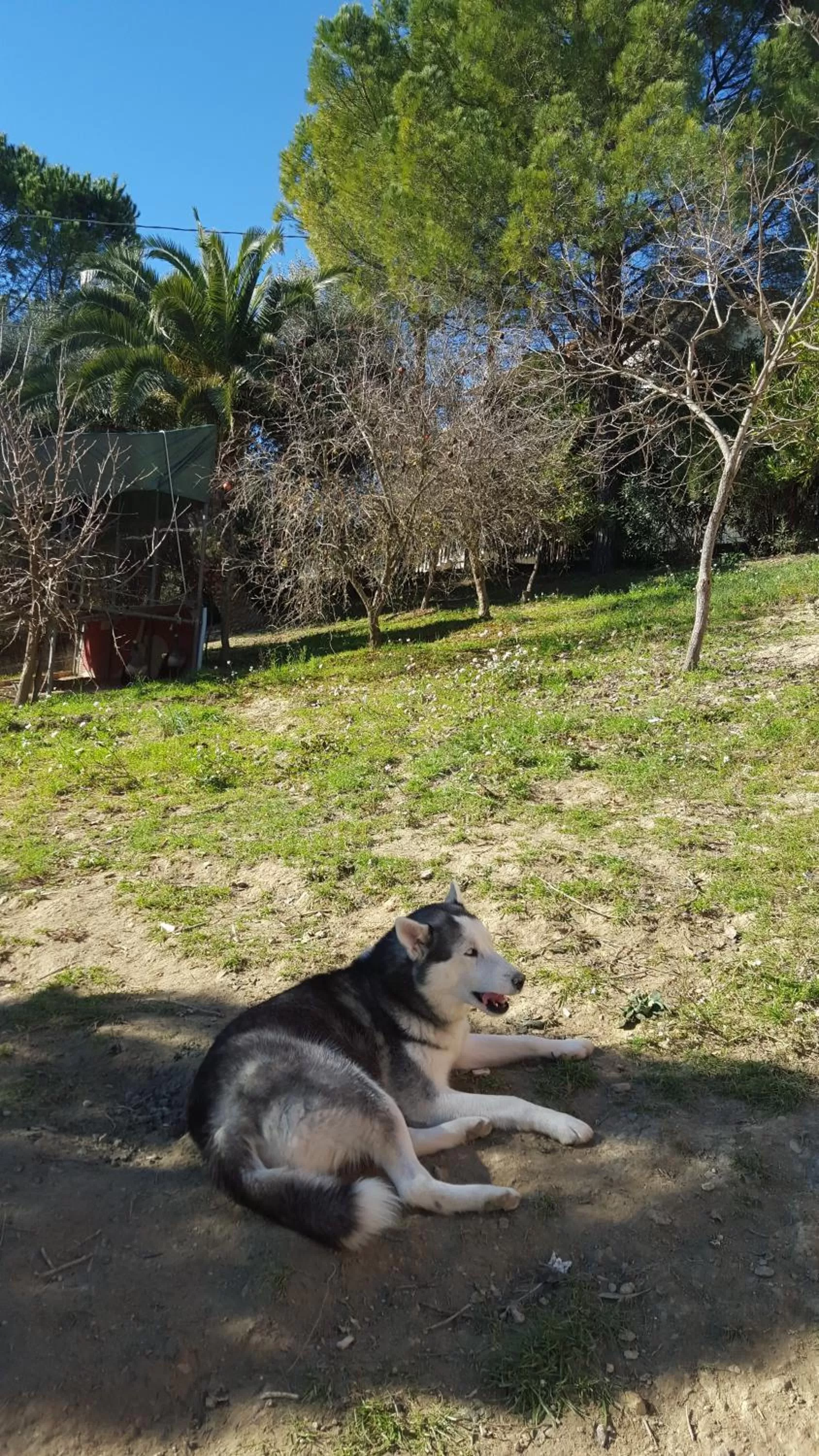 Animals in B&B da Pietro