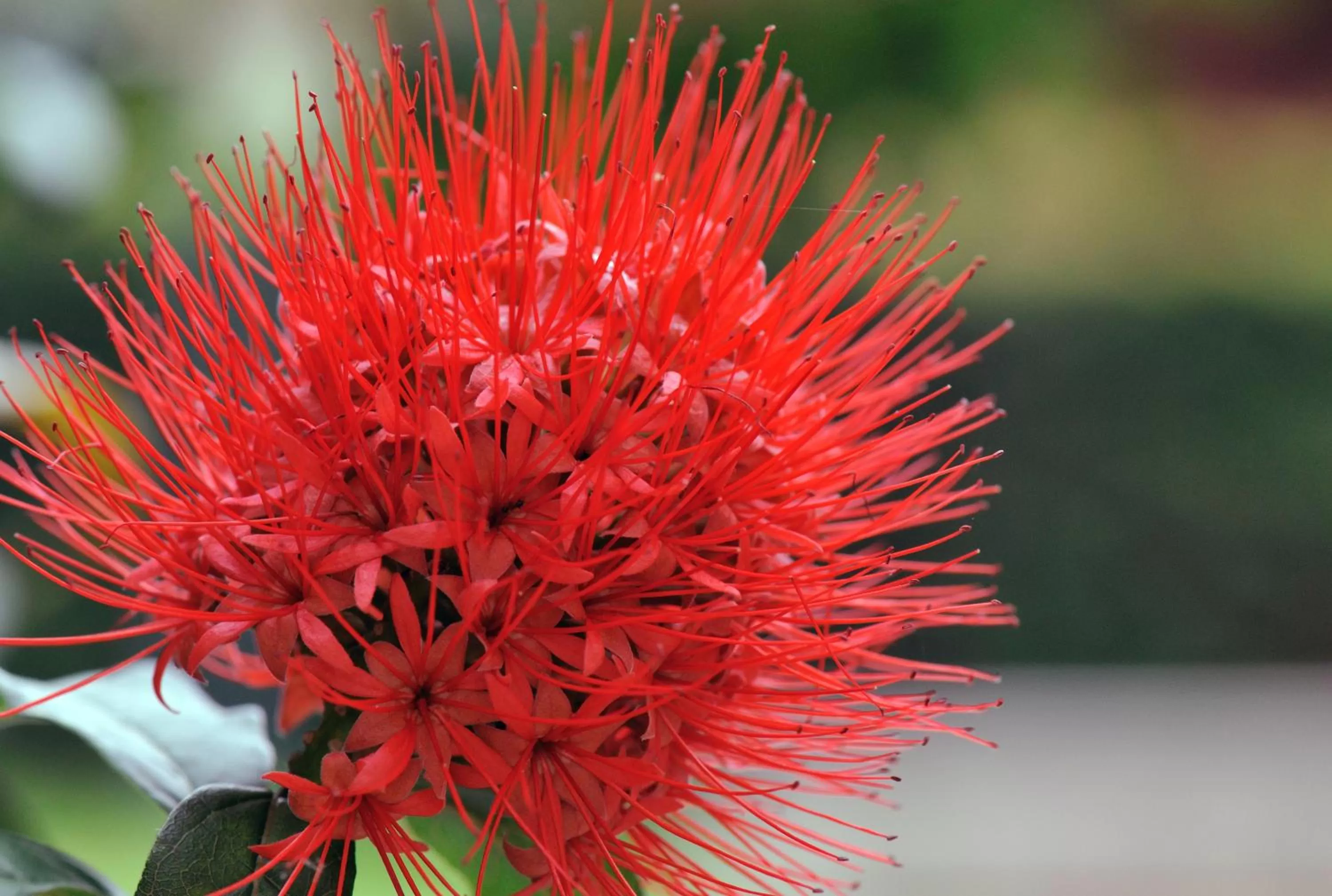 Garden, Other Animals in Hotel Safari Gate