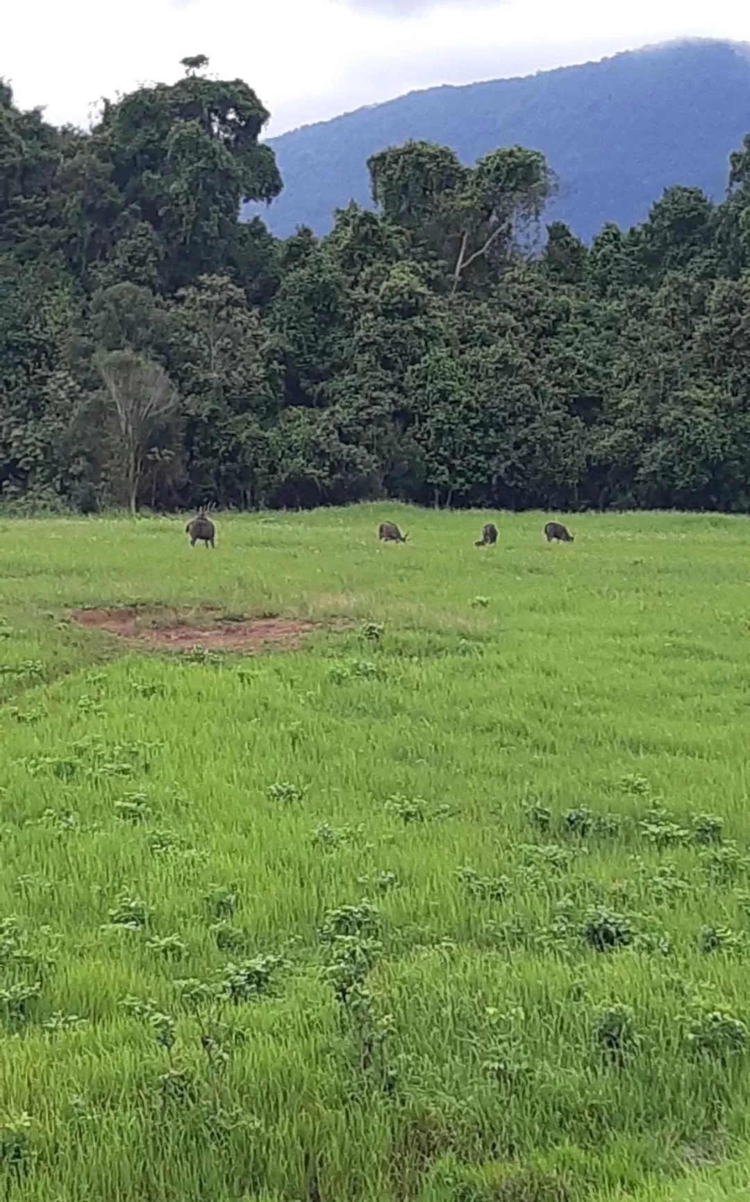 Pakchong hostel & wildlife tour