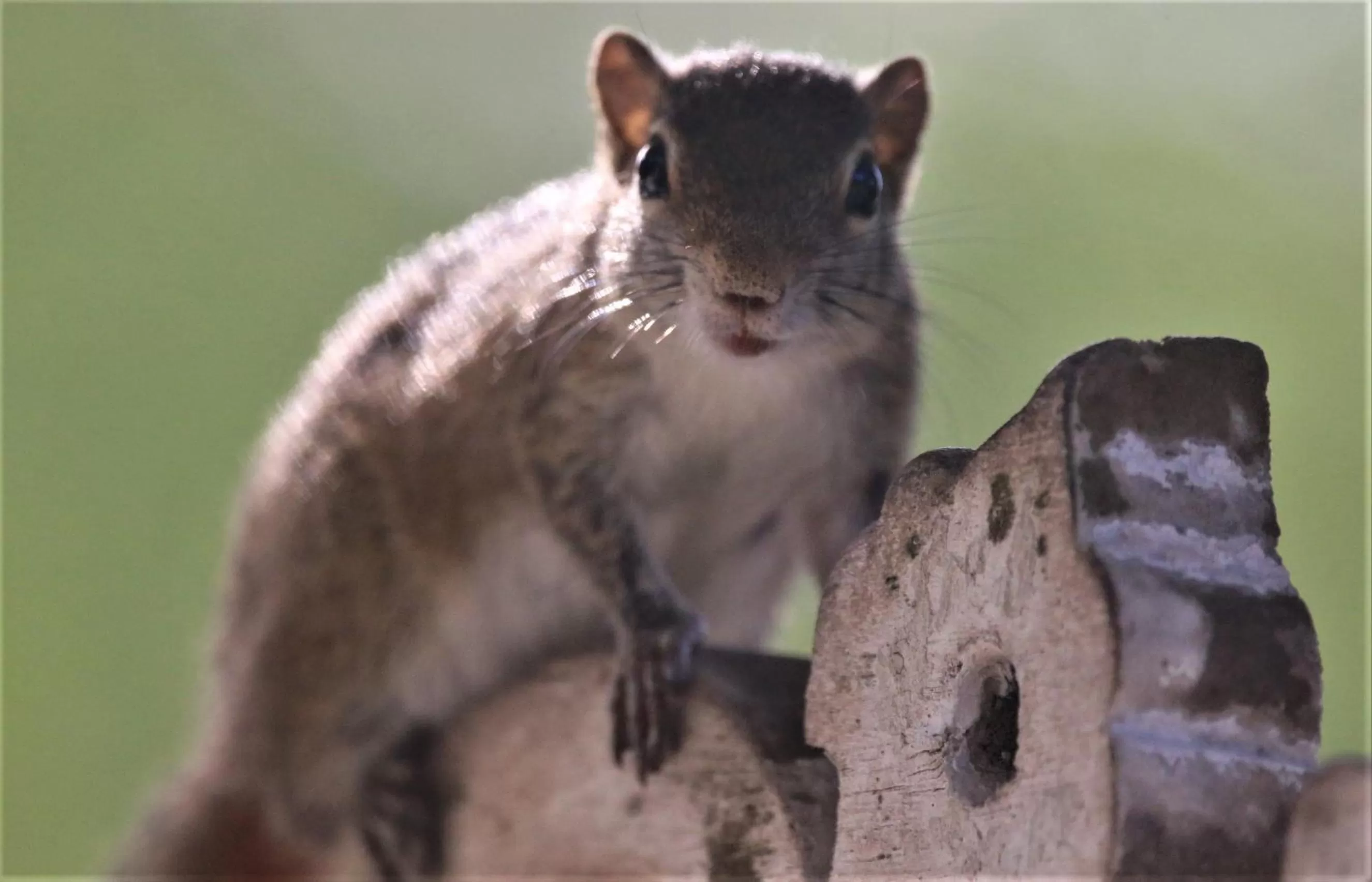 Animals, Other Animals in The Spice House Mirissa