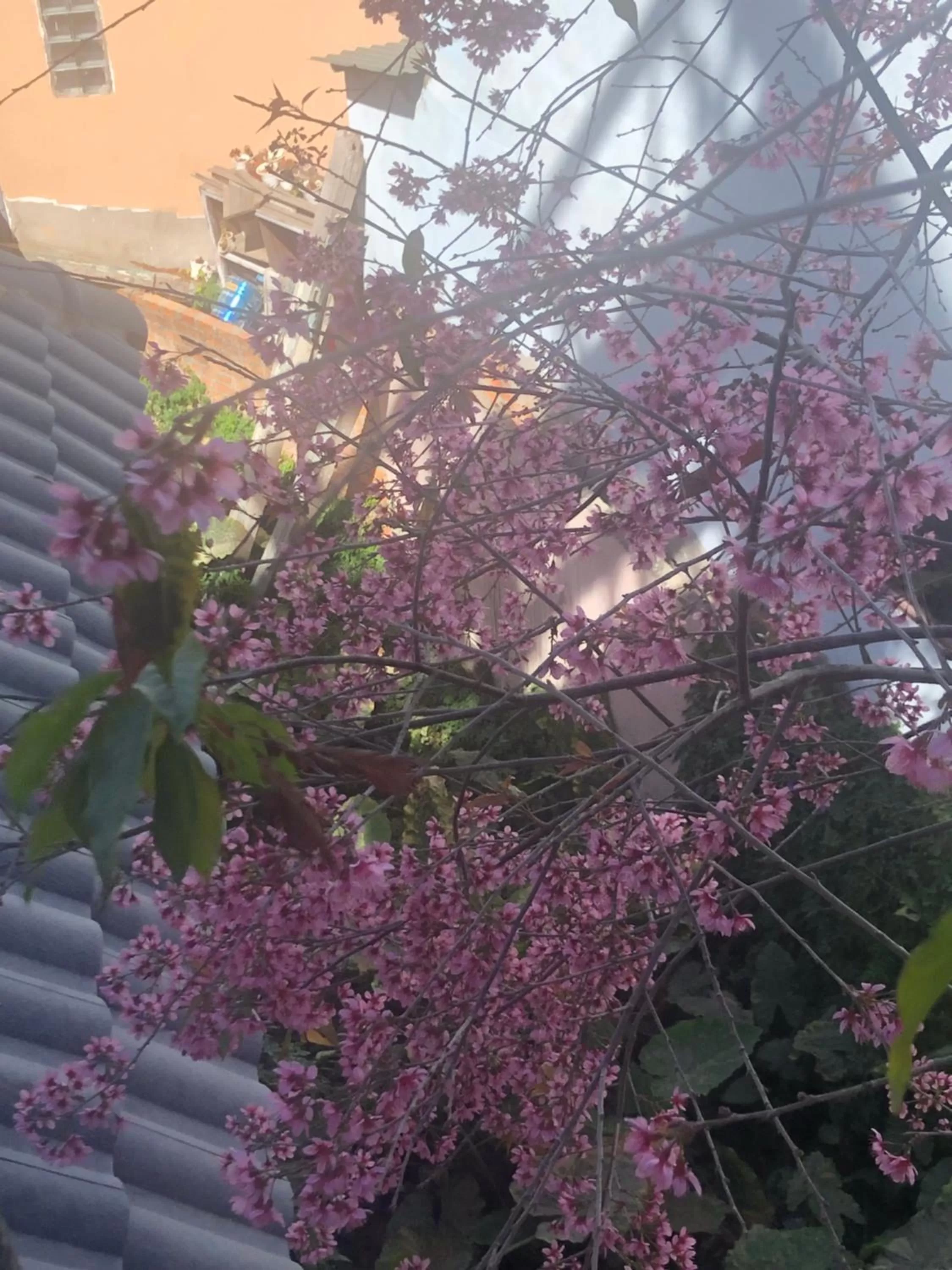 Garden, Property Building in Villa - Hotel Nam Khang 2 Dalat