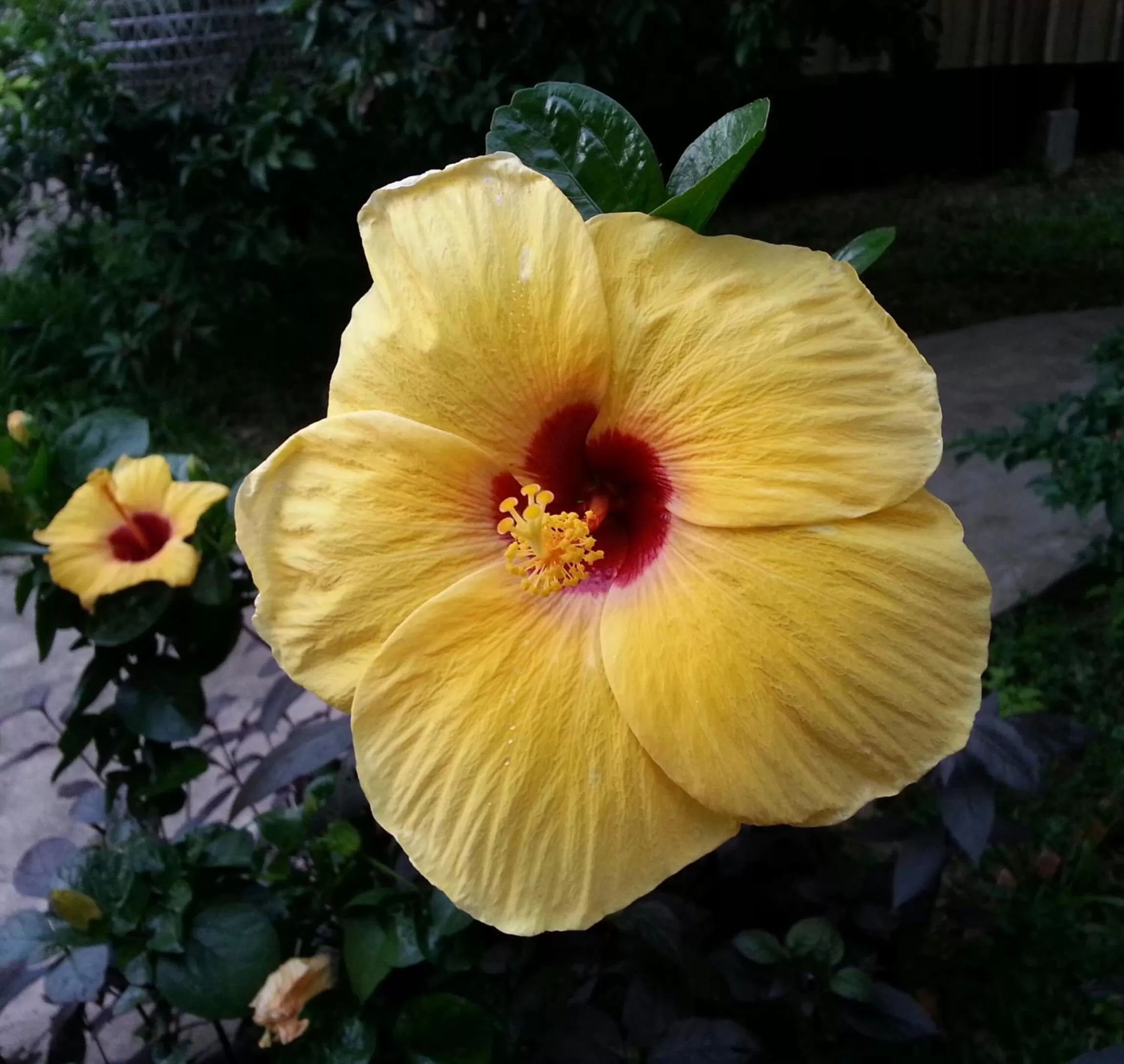 Garden in Bird of Paradise Bungalows