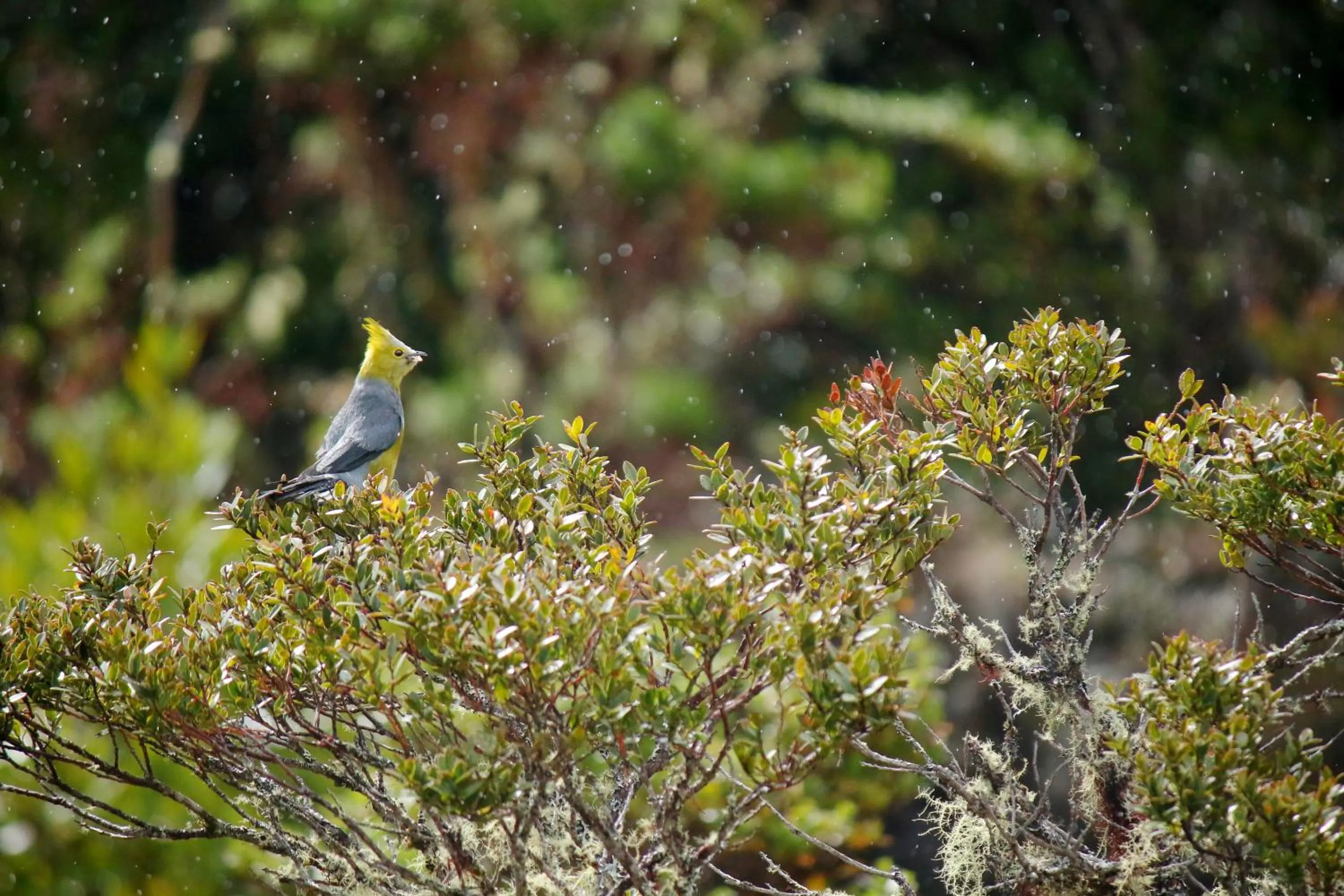Other Animals in Iyok Ami (Madre Tierra)