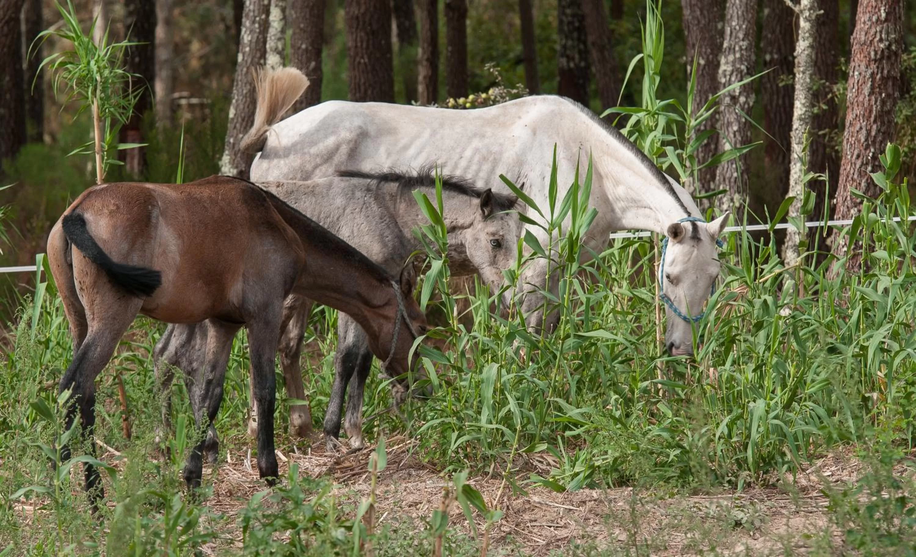 Coudelaria Residence