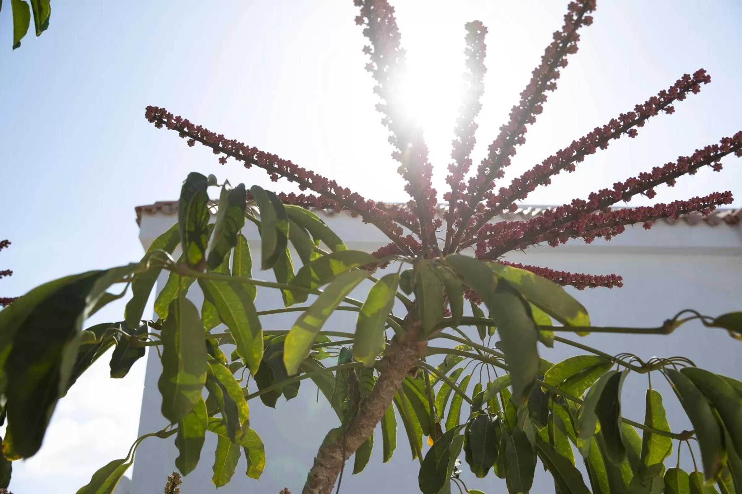 Garden in Fuentepark Apartments
