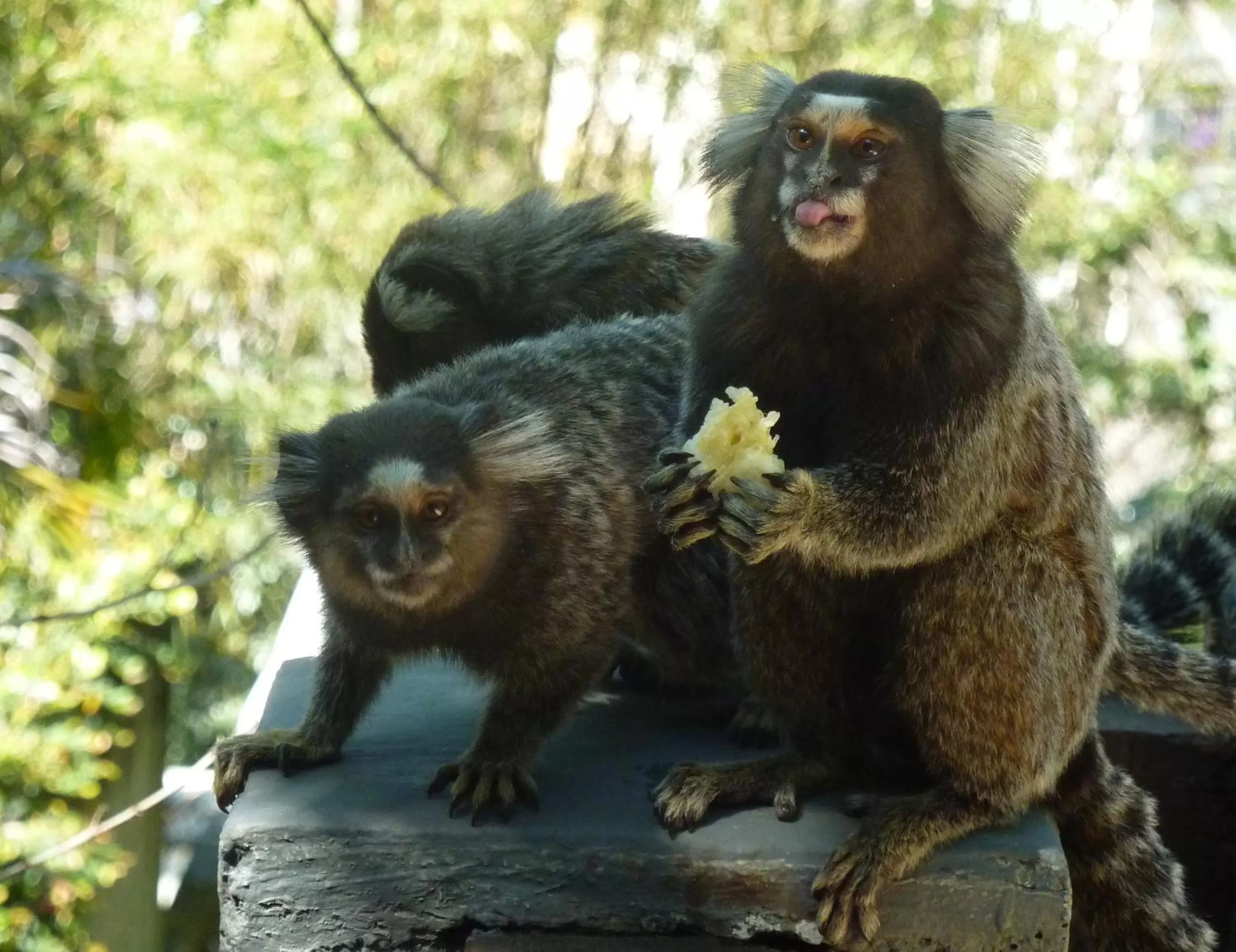 Animals, Other Animals in O Veleiro Bed and Breakfast