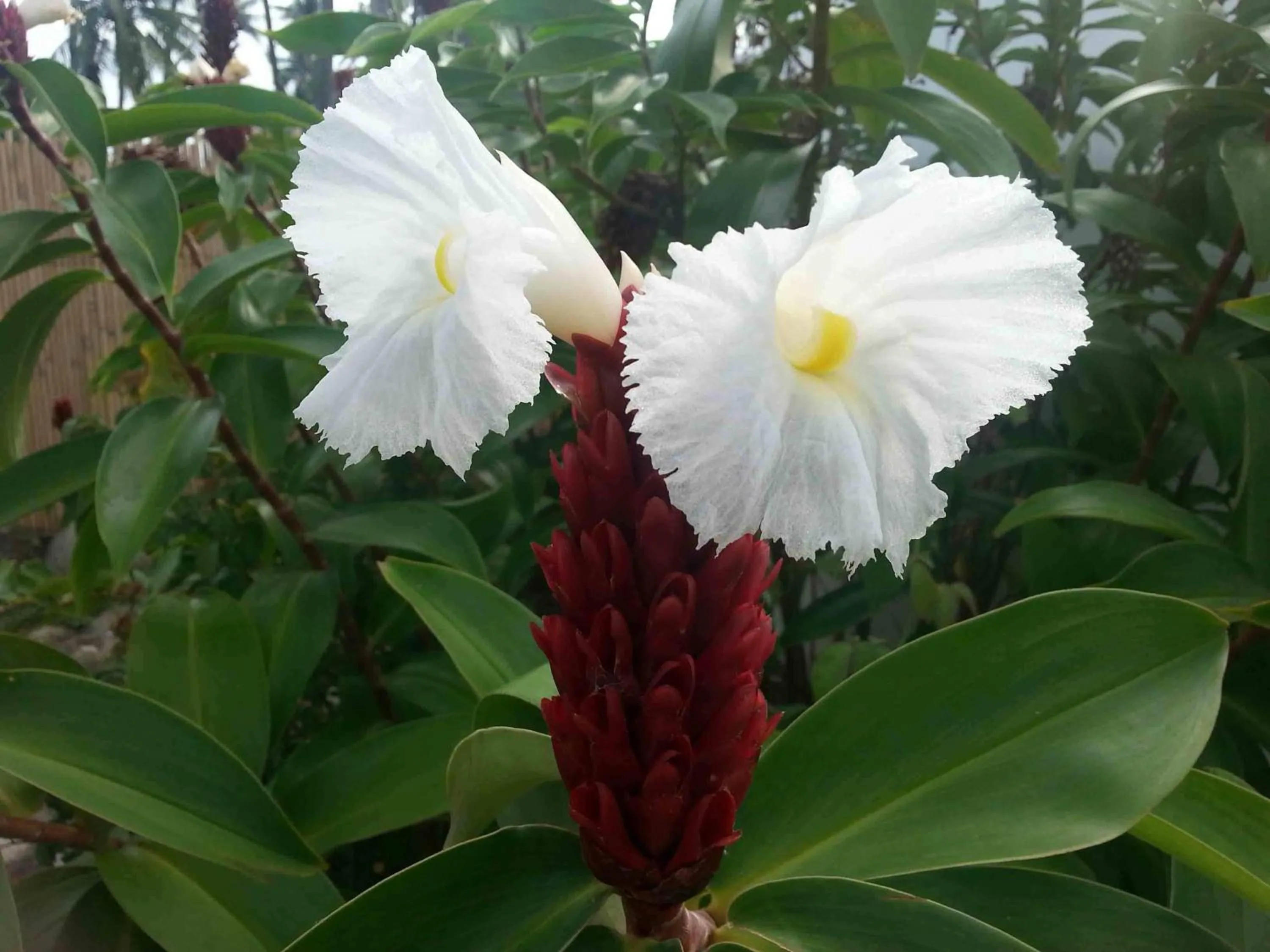 Other in White Chocolate Hills Resort