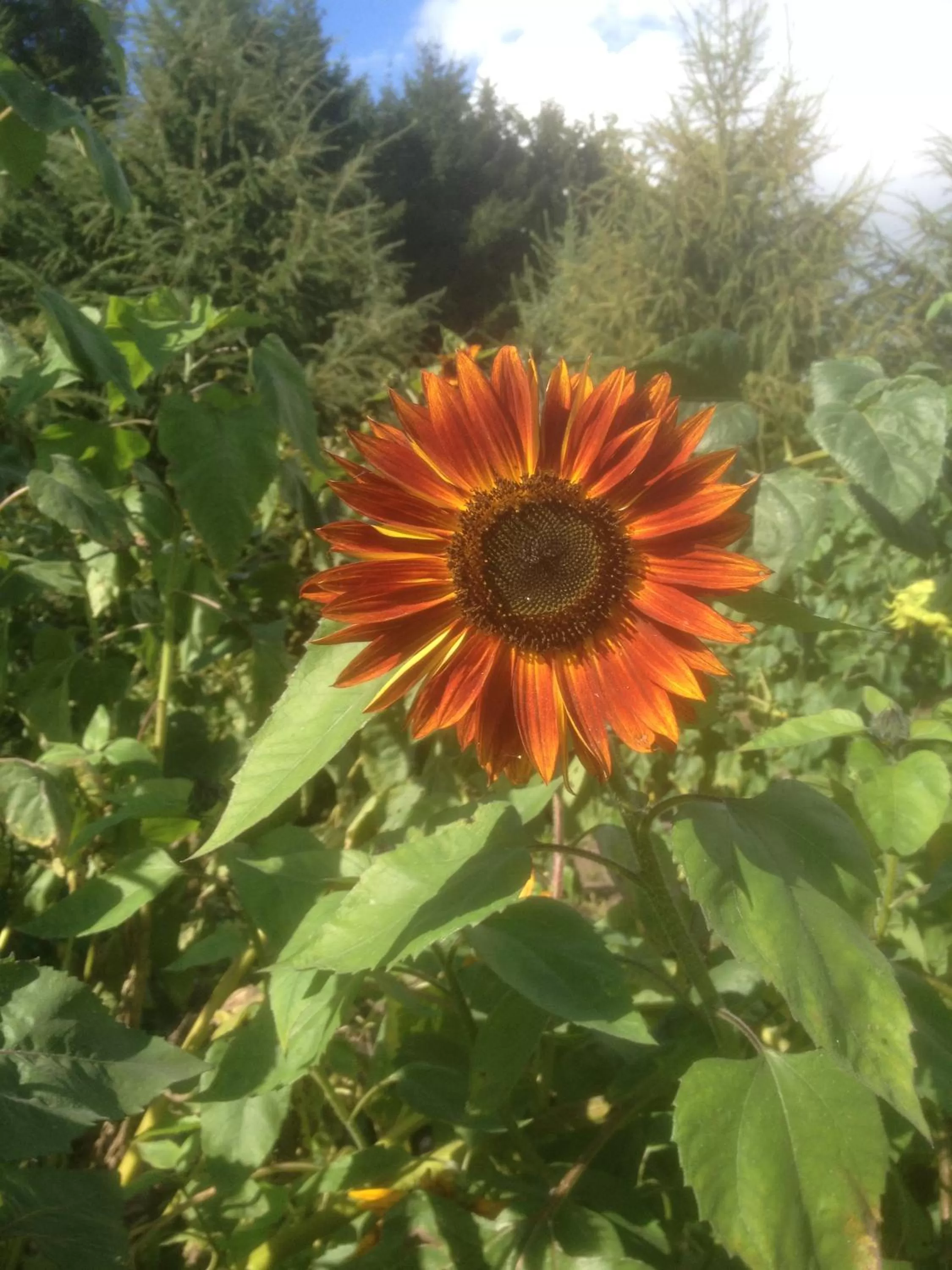 Garden in Give Bed & Breakfast