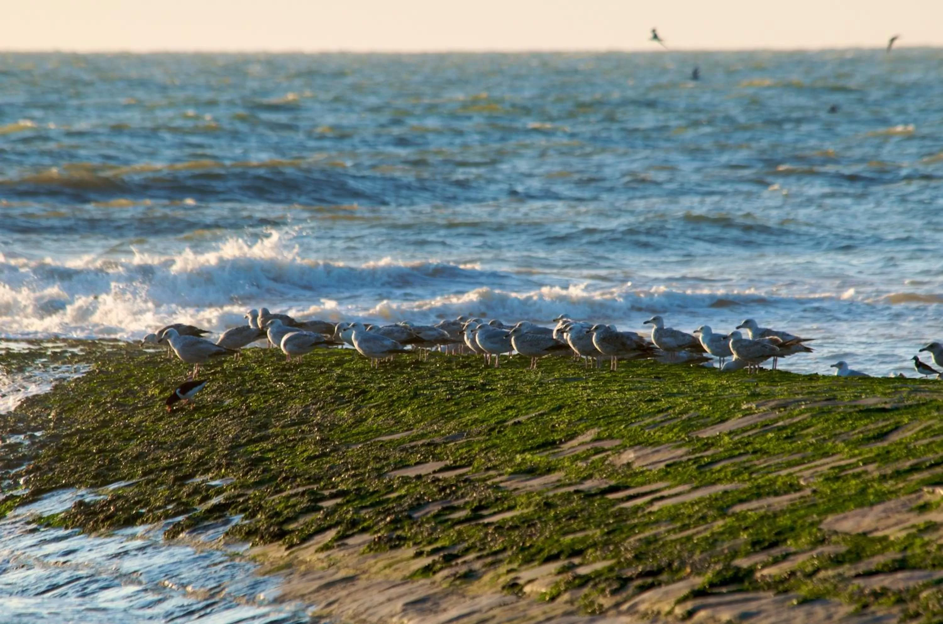 Area and facilities, Beach in Hotel De Golf