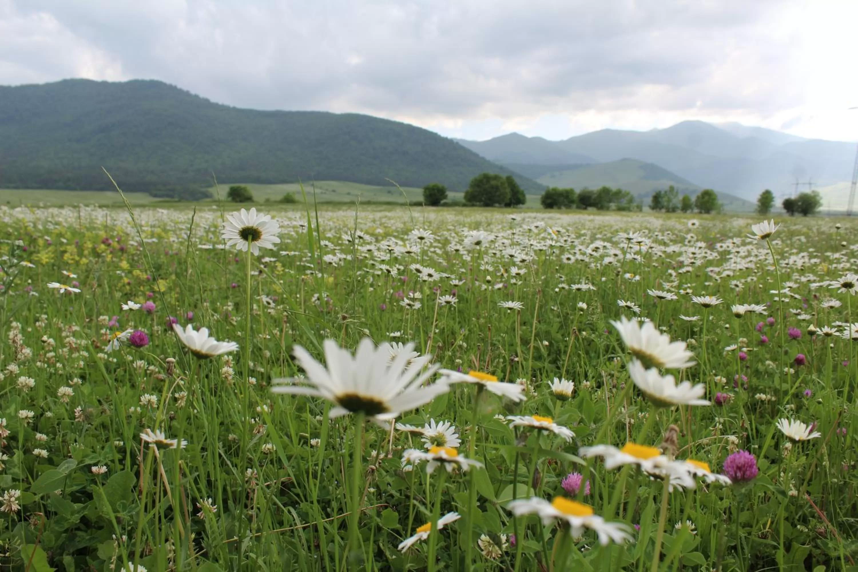 Natural landscape in Ruzanna's Bed & Breakfast