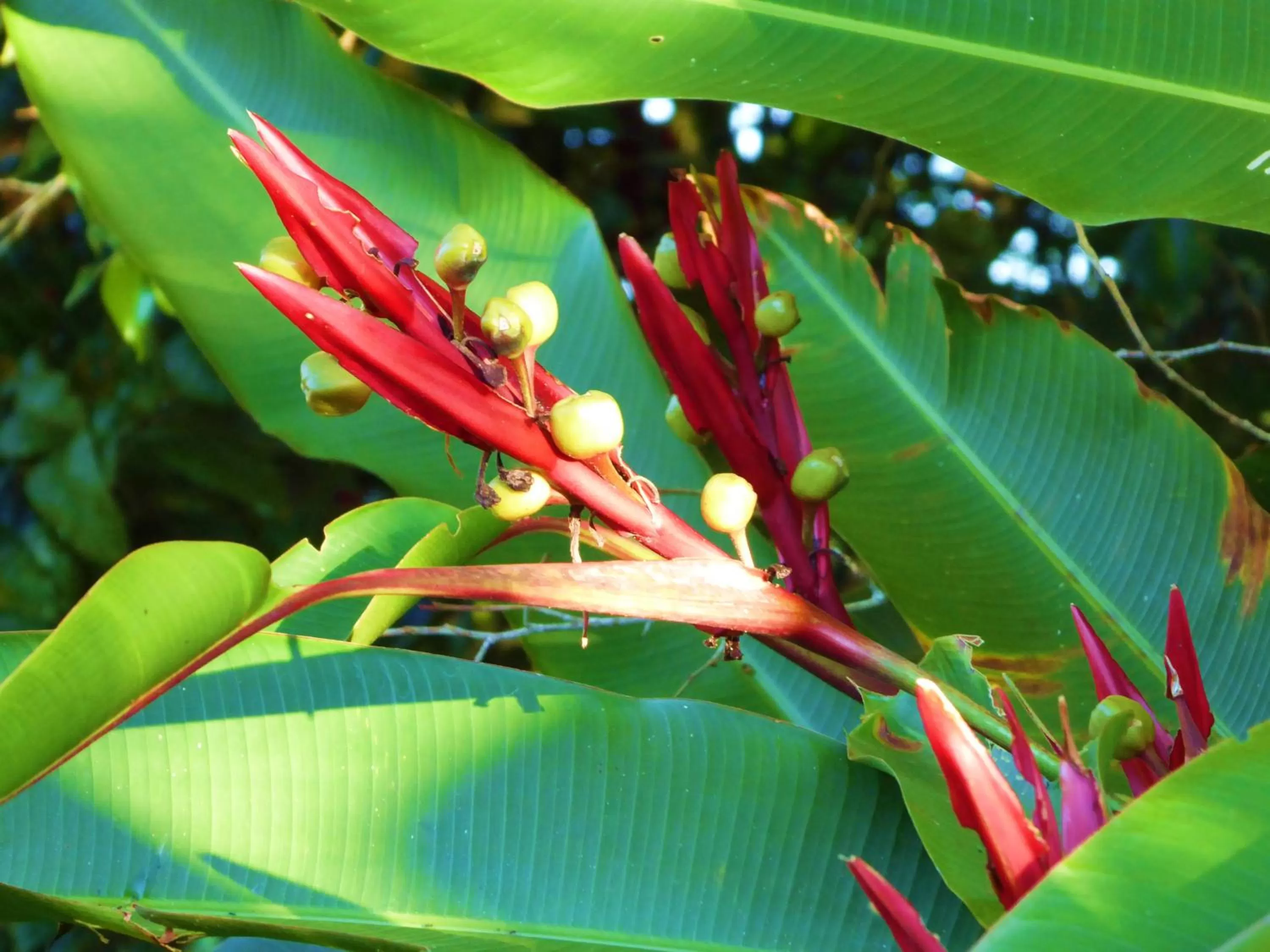 Garden, Swimming Pool in Finca El Cielo