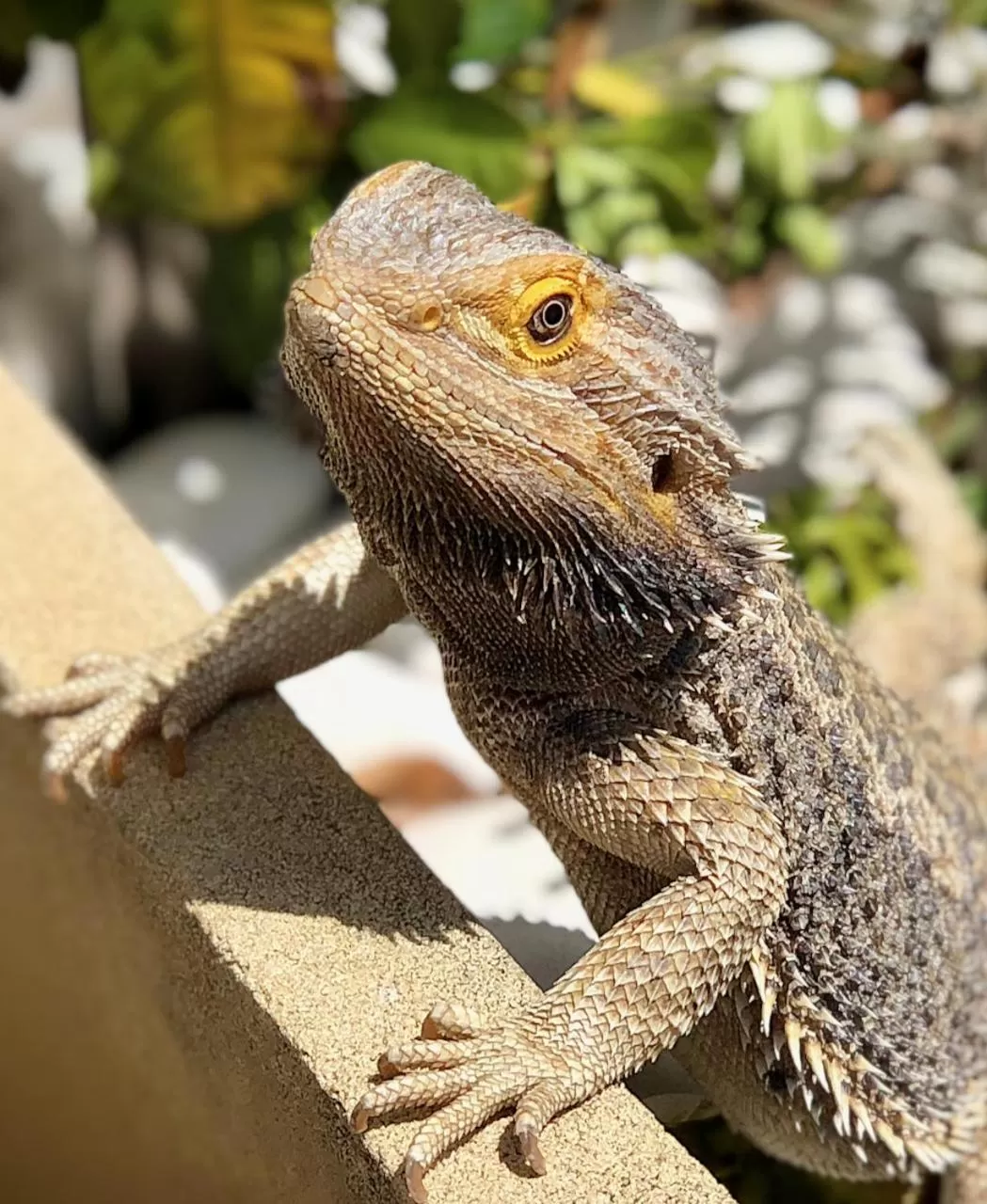 Animals in Quirindi Sunflower Motor Inn