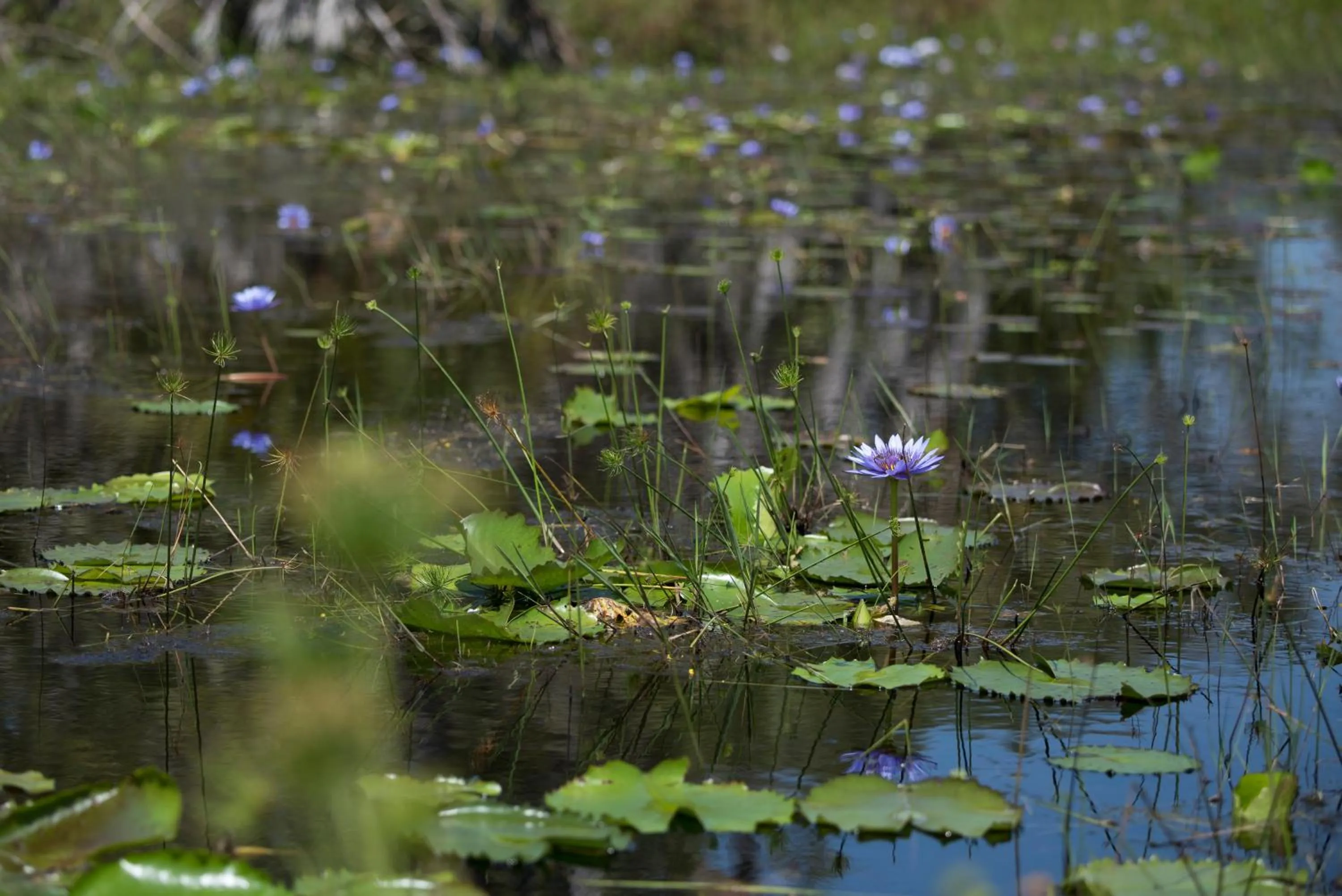 Entertainment in Amani Beach Resort