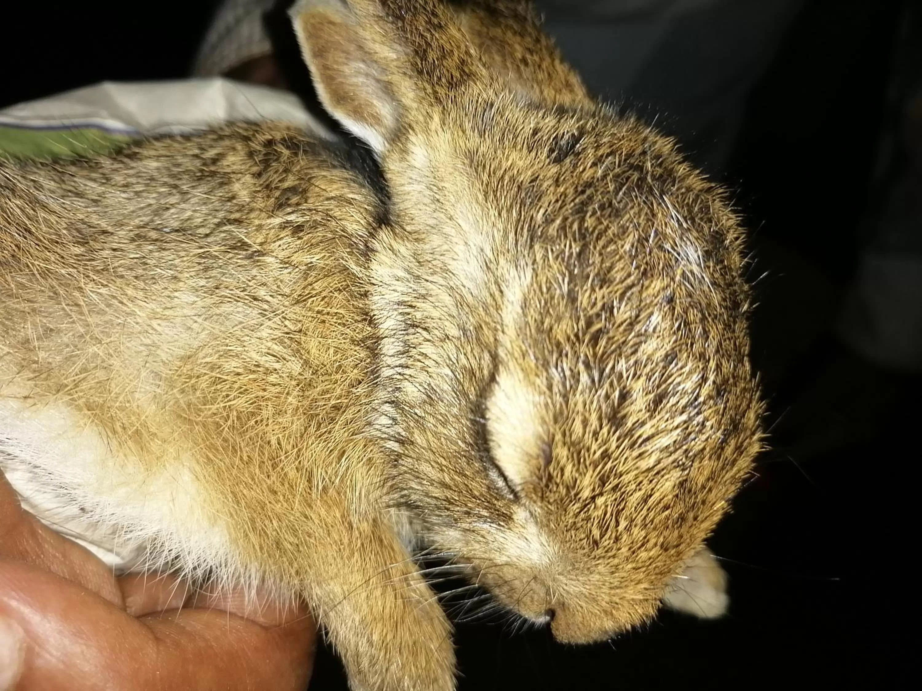 Other Animals in Green Cottage